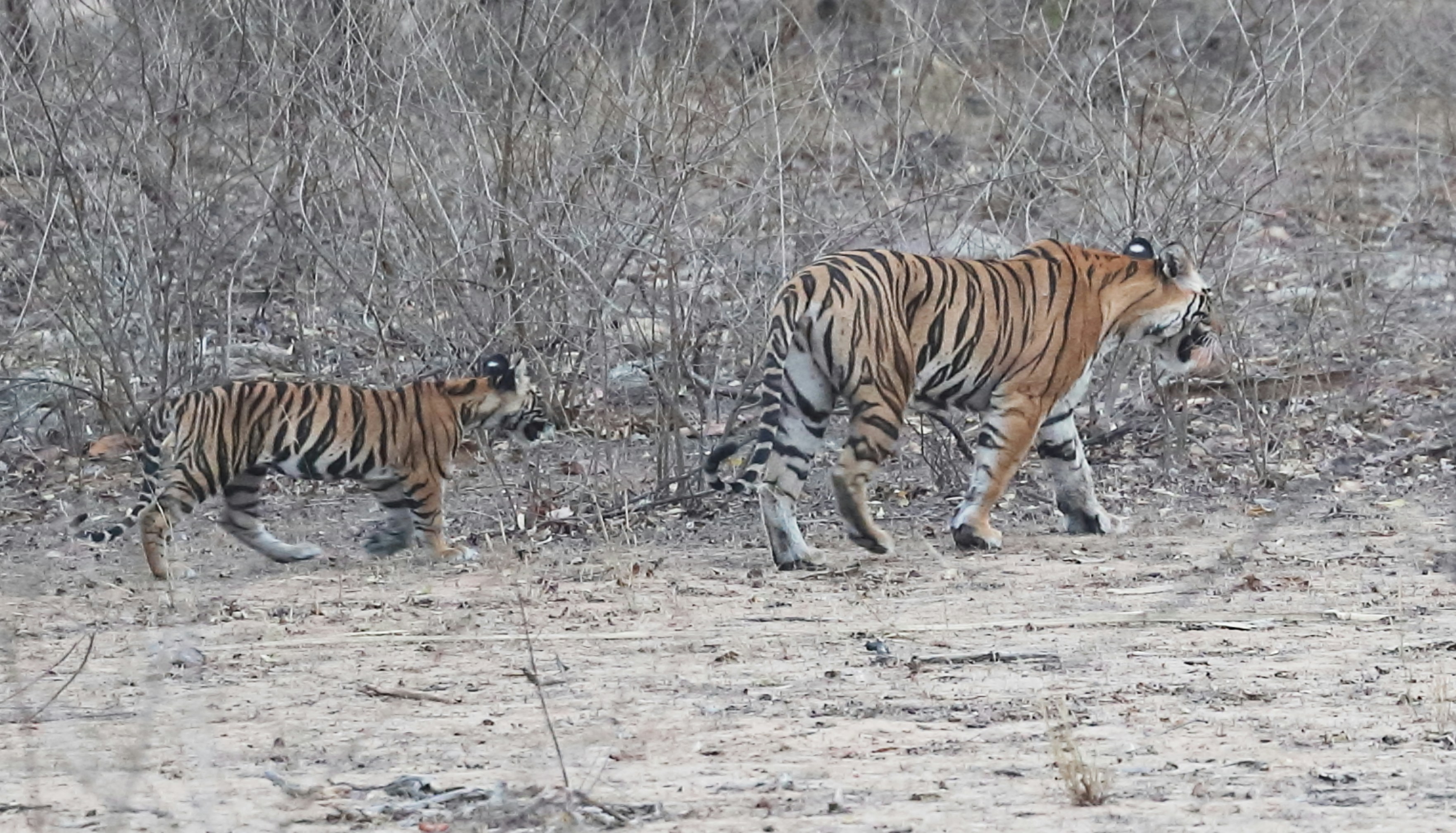 Photo by lakshmimn68