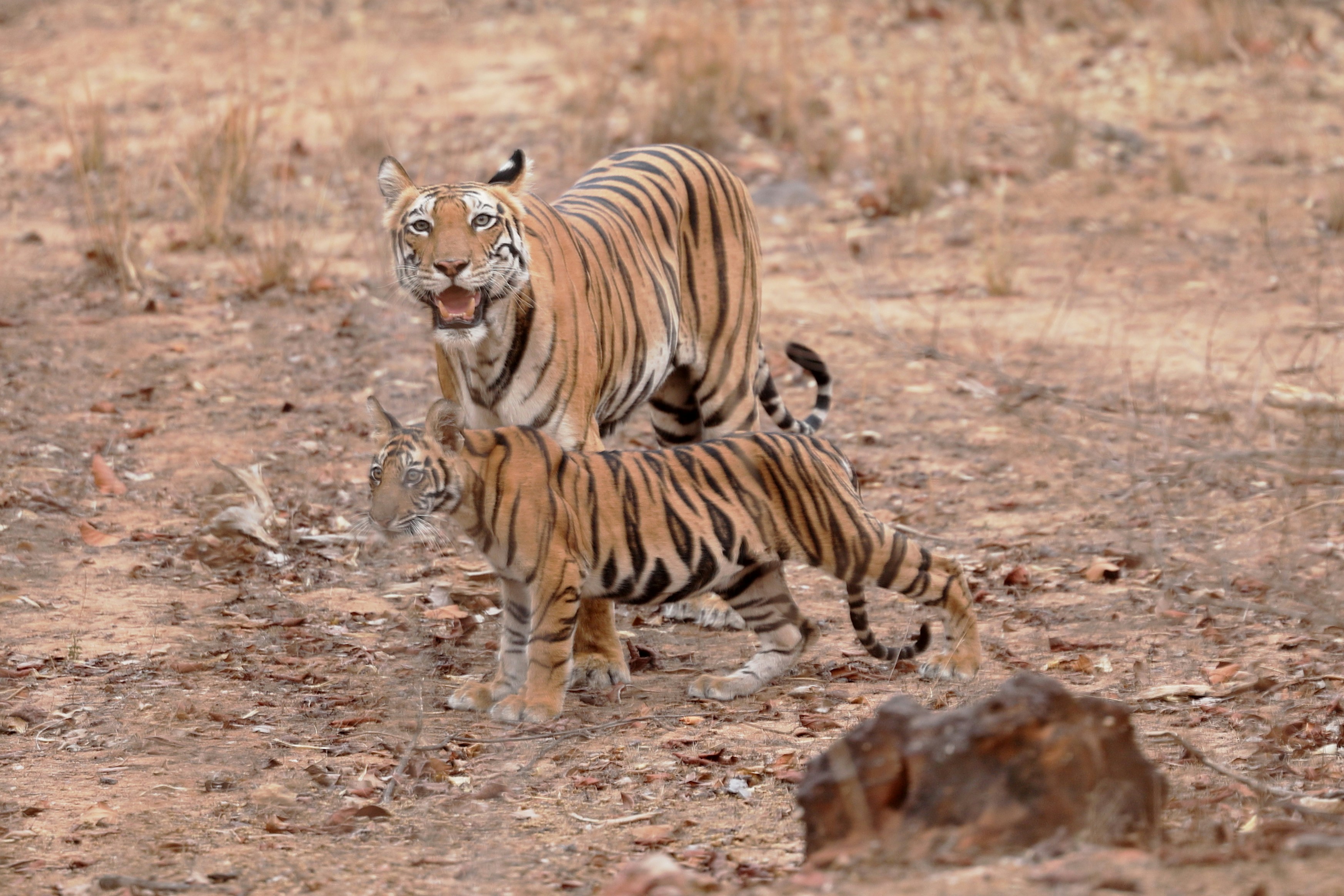 A couple of tigers walking across a dry grass field