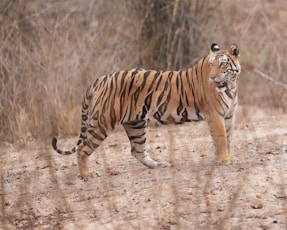A tiger walking across a dry grass covered field