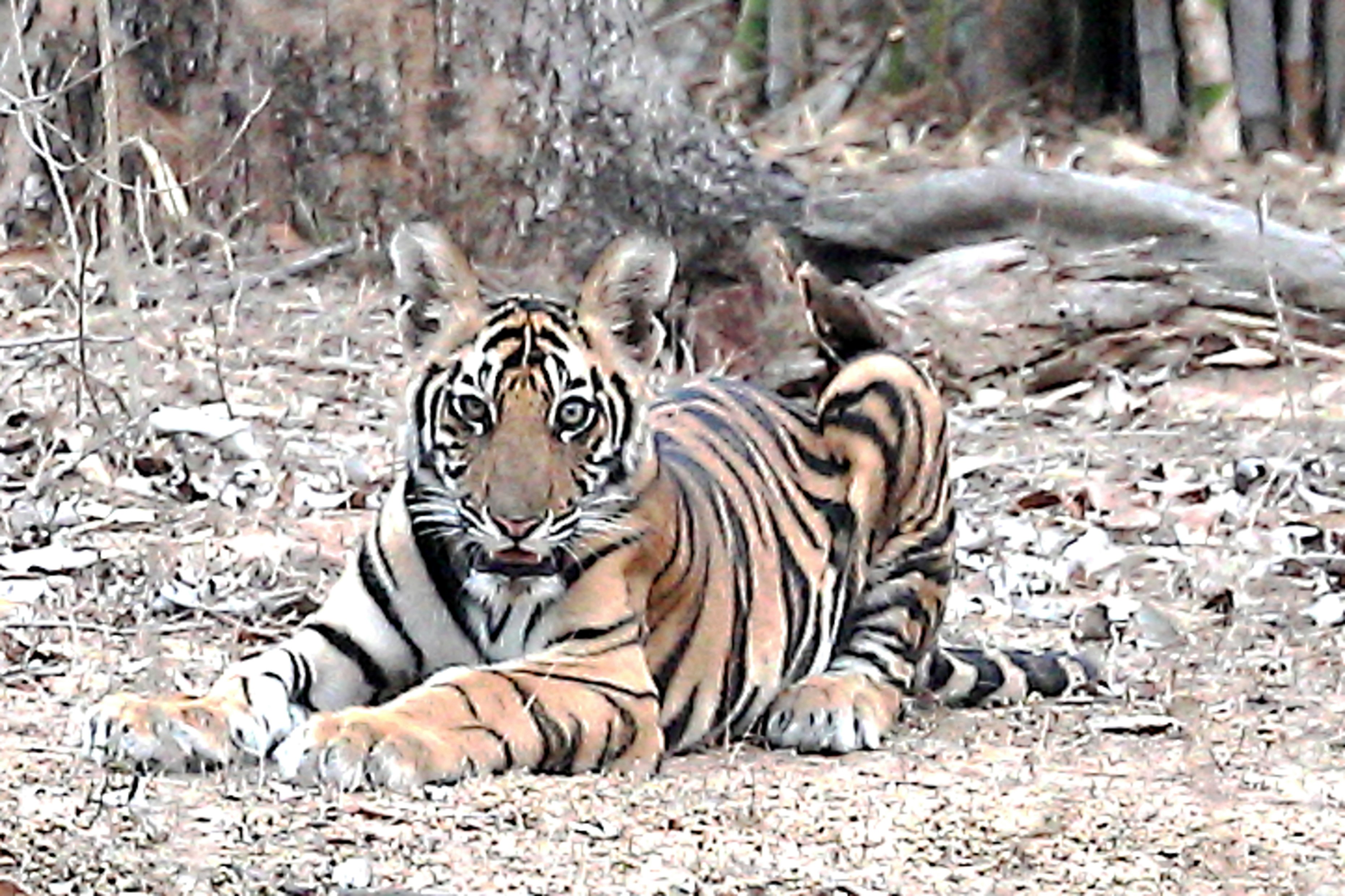 Photo by lakshmimn68