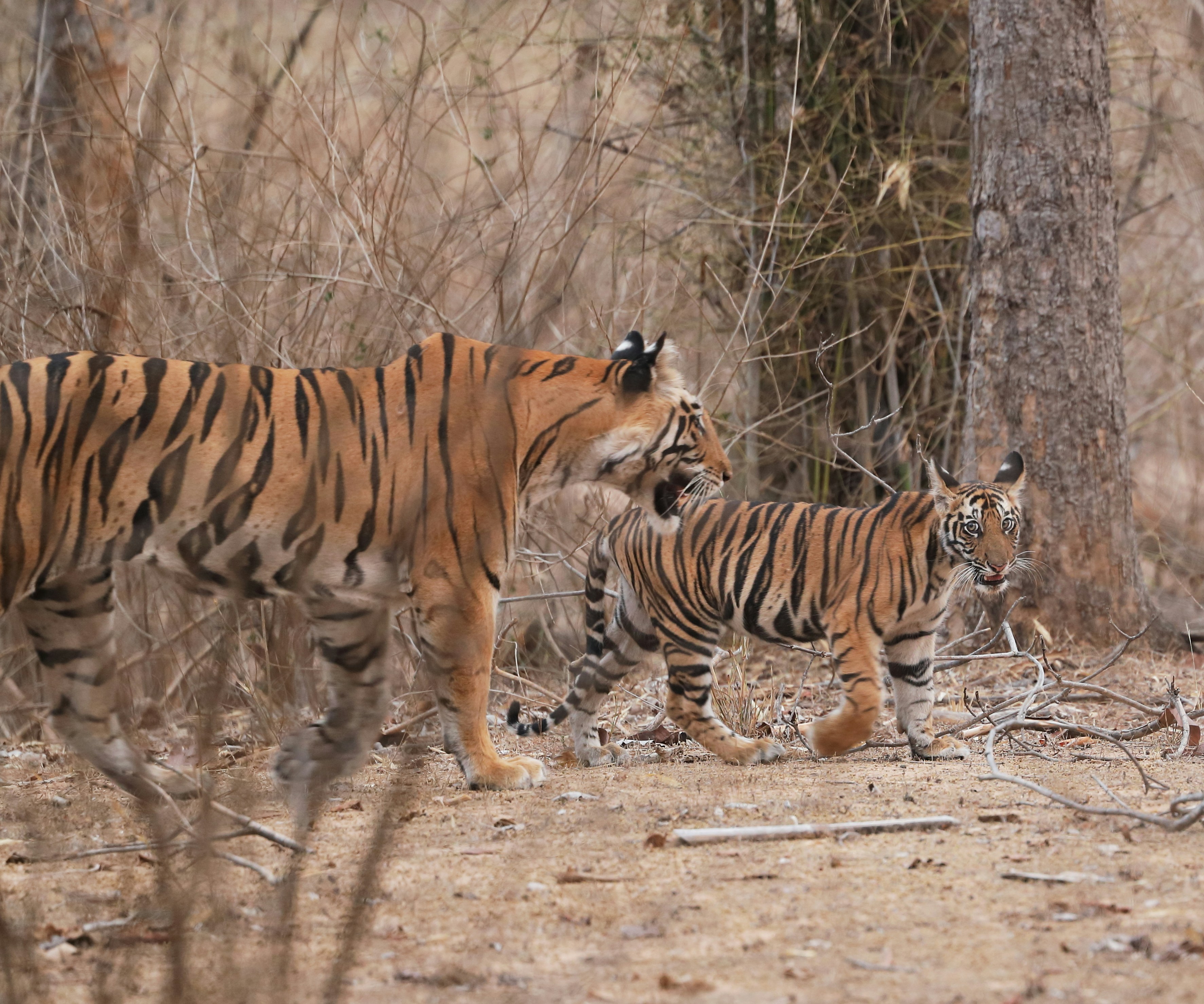 Tiger Cubs Start Practicing Stalks in Weeks (image credits: unsplash)