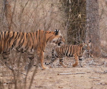 A couple of tigers walking through a forest