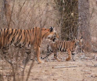 A couple of tigers walking through a forest