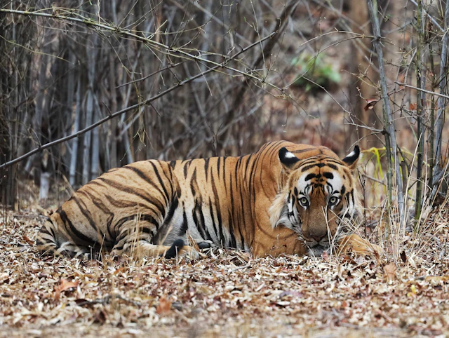 Tempo Traveller on Rent in Bandhavgarh | Taxi Service Bandhavgarh