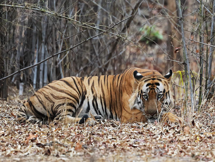 Bandhavgarh