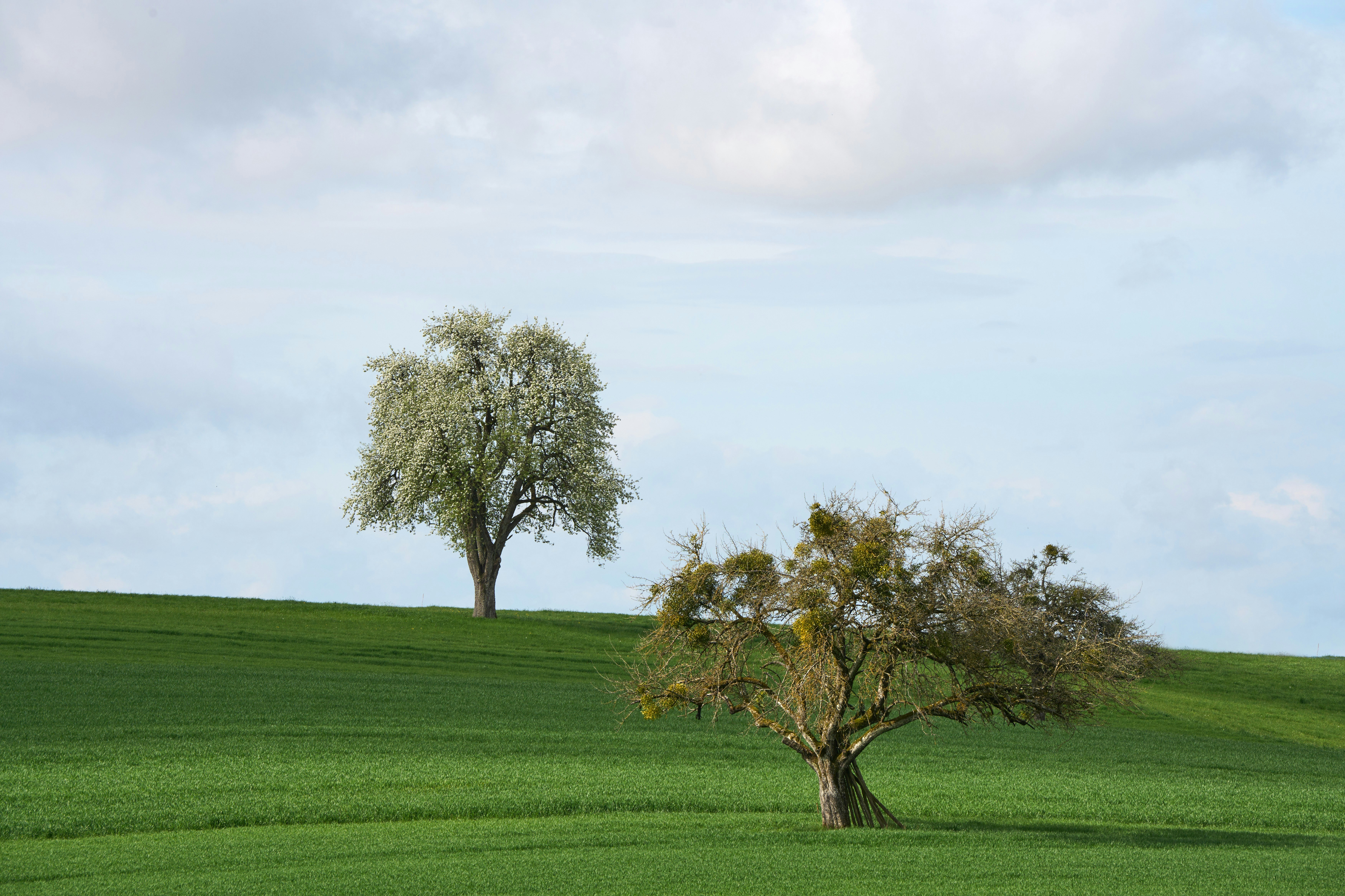 Photo by wolfgang_hasselmann