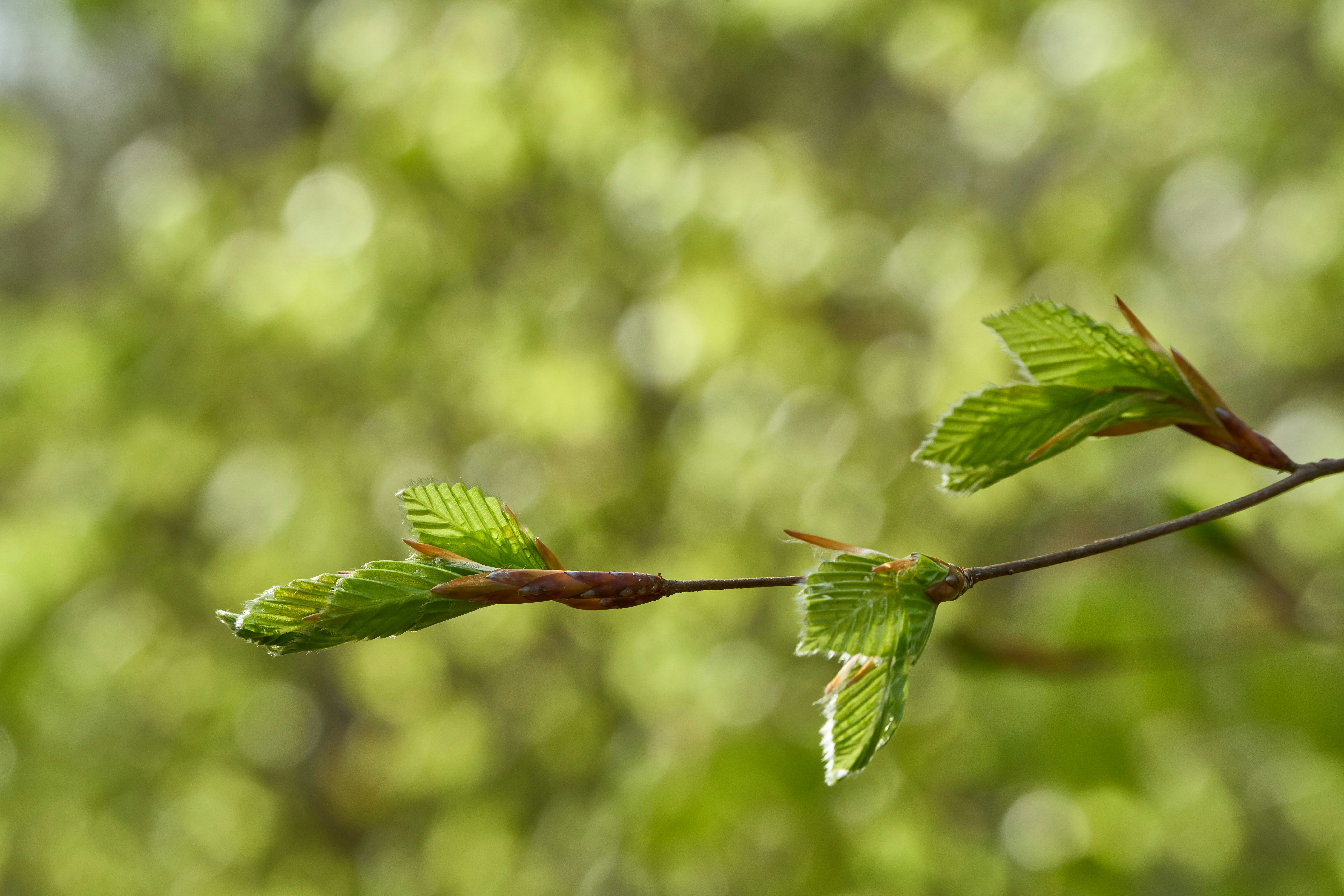 Photo by wolfgang_hasselmann