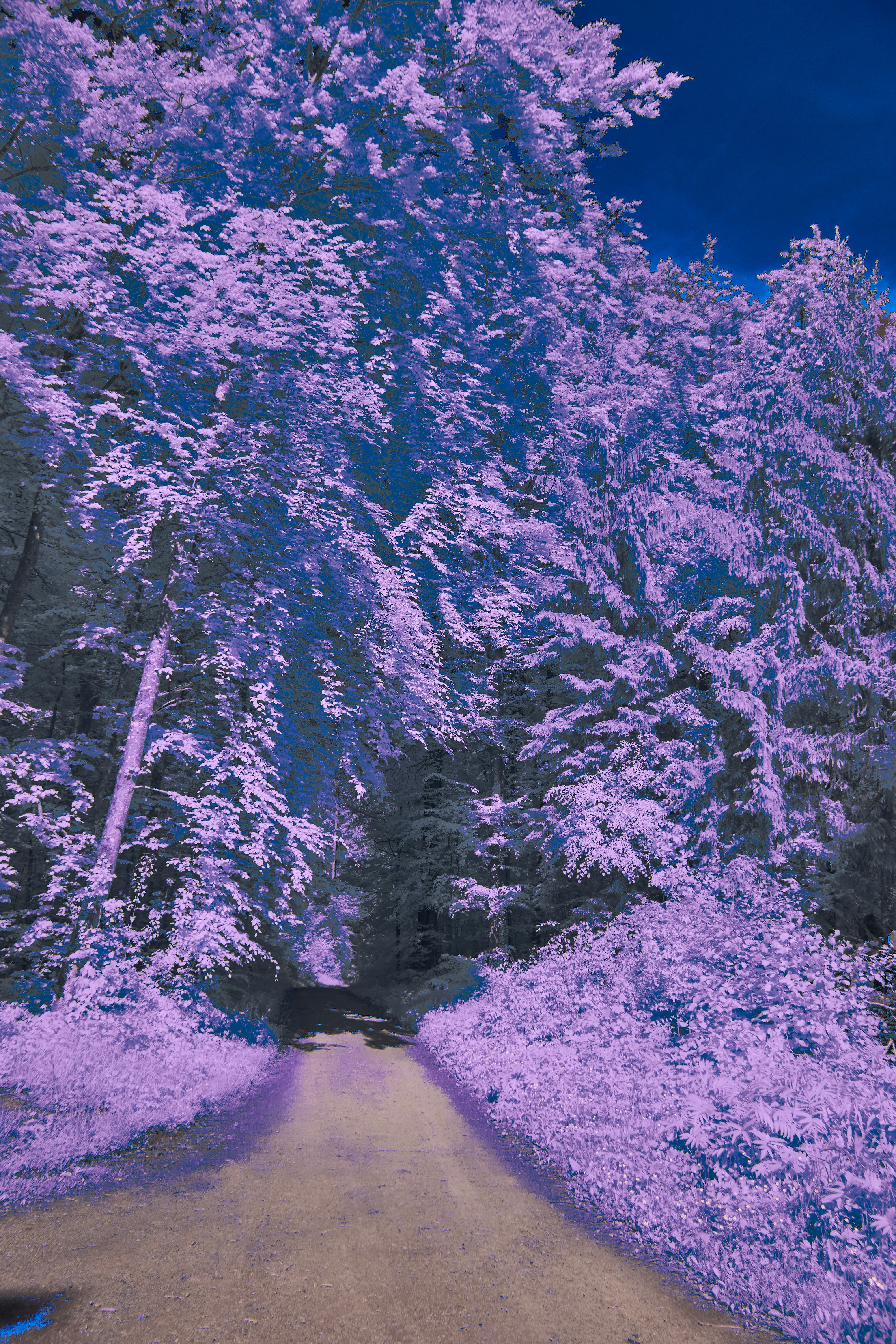 Photo by wolfgang_hasselmann