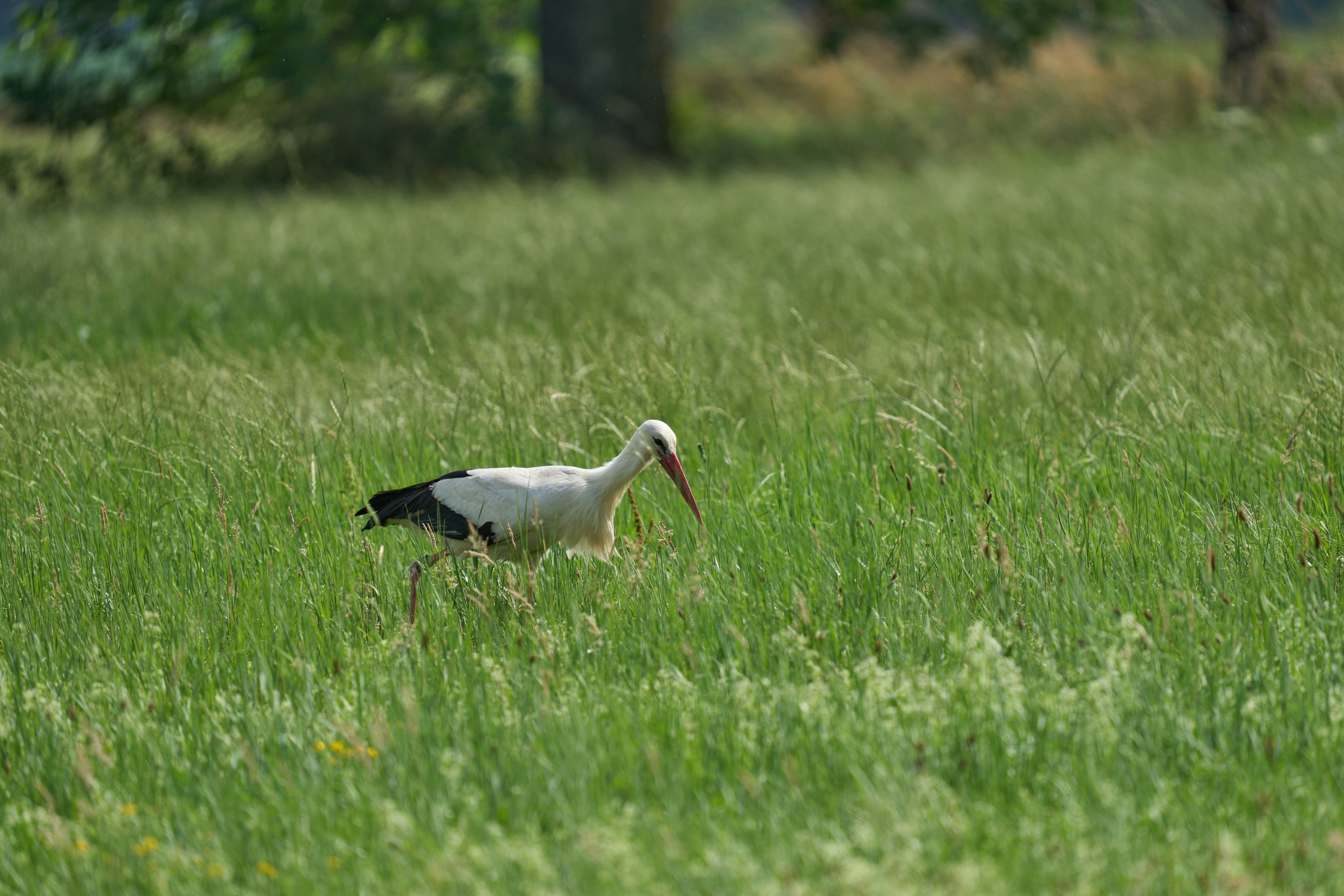 Photo by wolfgang_hasselmann