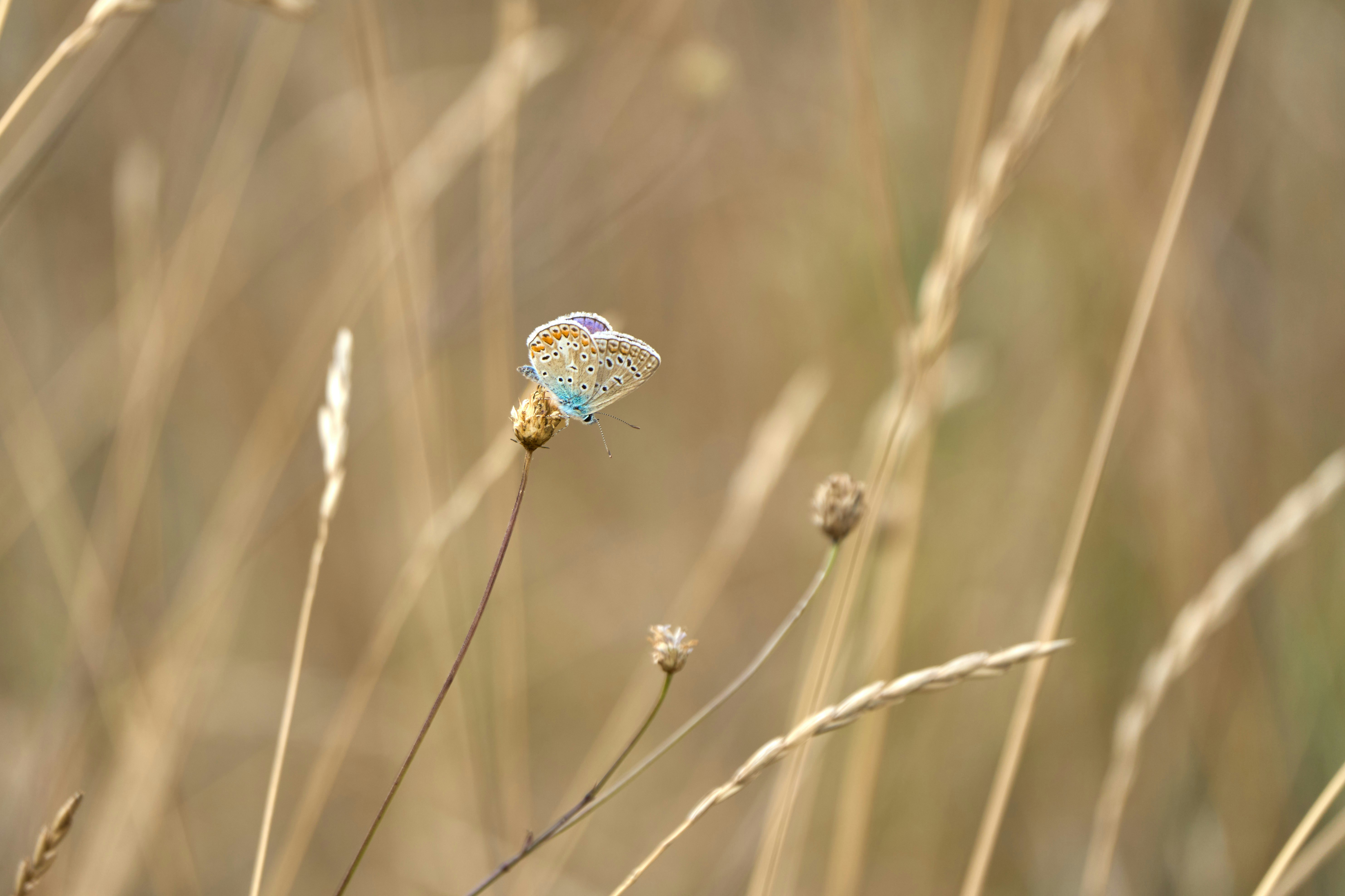 Photo by wolfgang_hasselmann