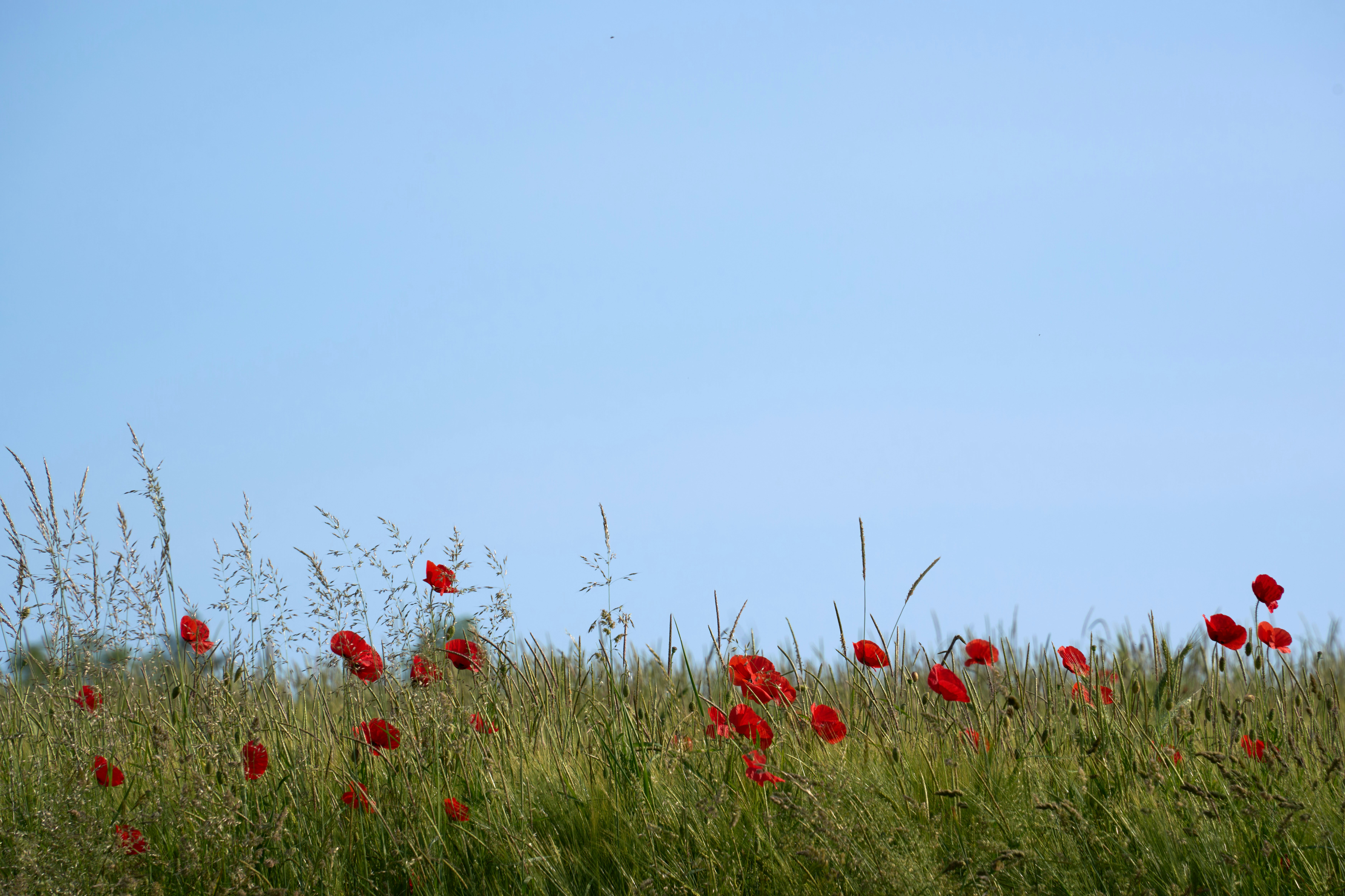 Photo by wolfgang_hasselmann