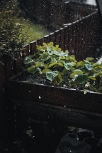 A window sill filled with plants in the rain