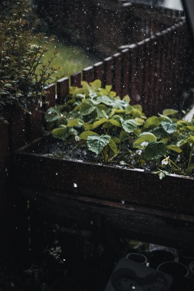 A window sill filled with plants in the rain