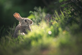 A small rabbit sitting in the grass