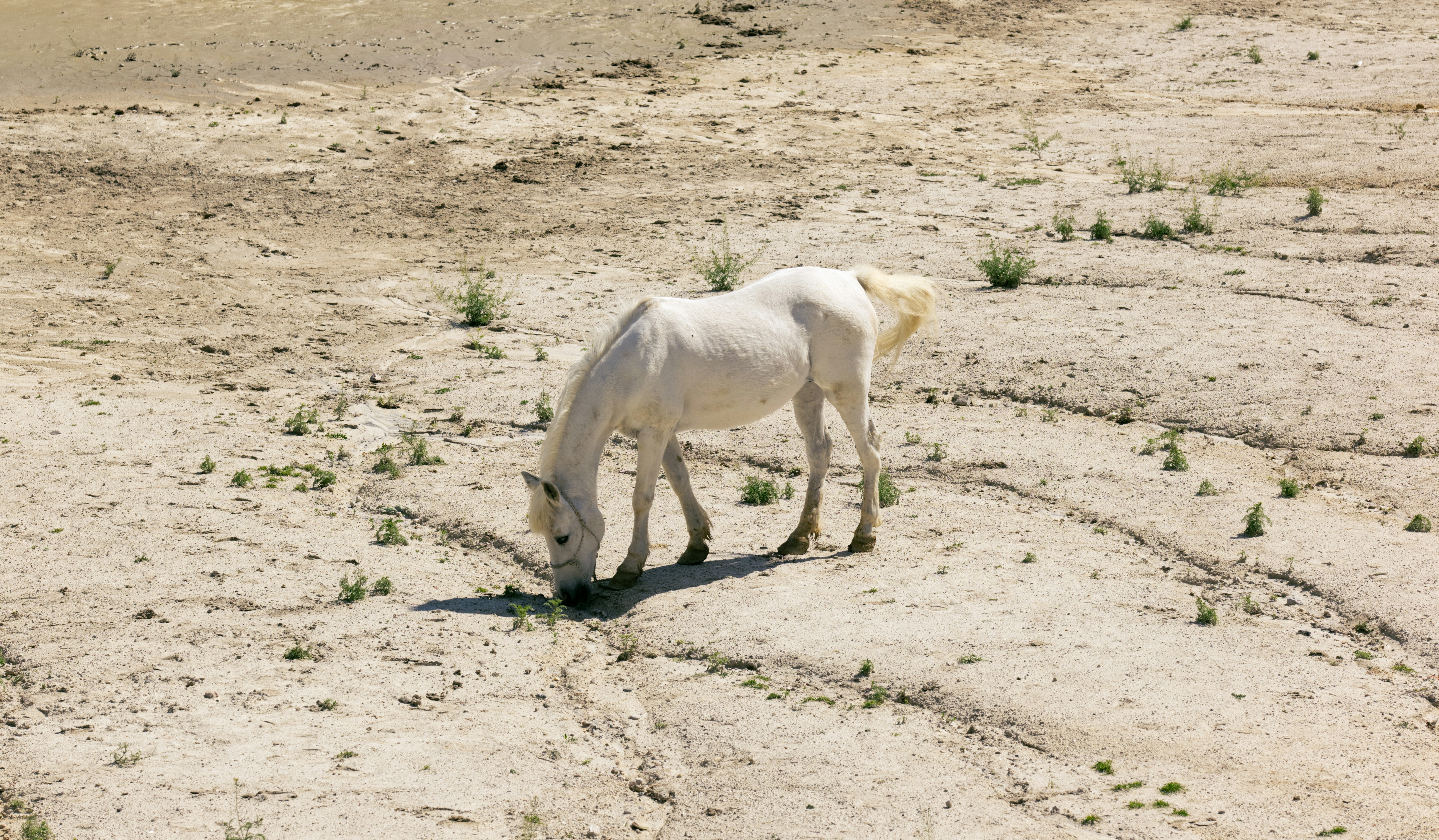 A white horse standing on top of a dirt field