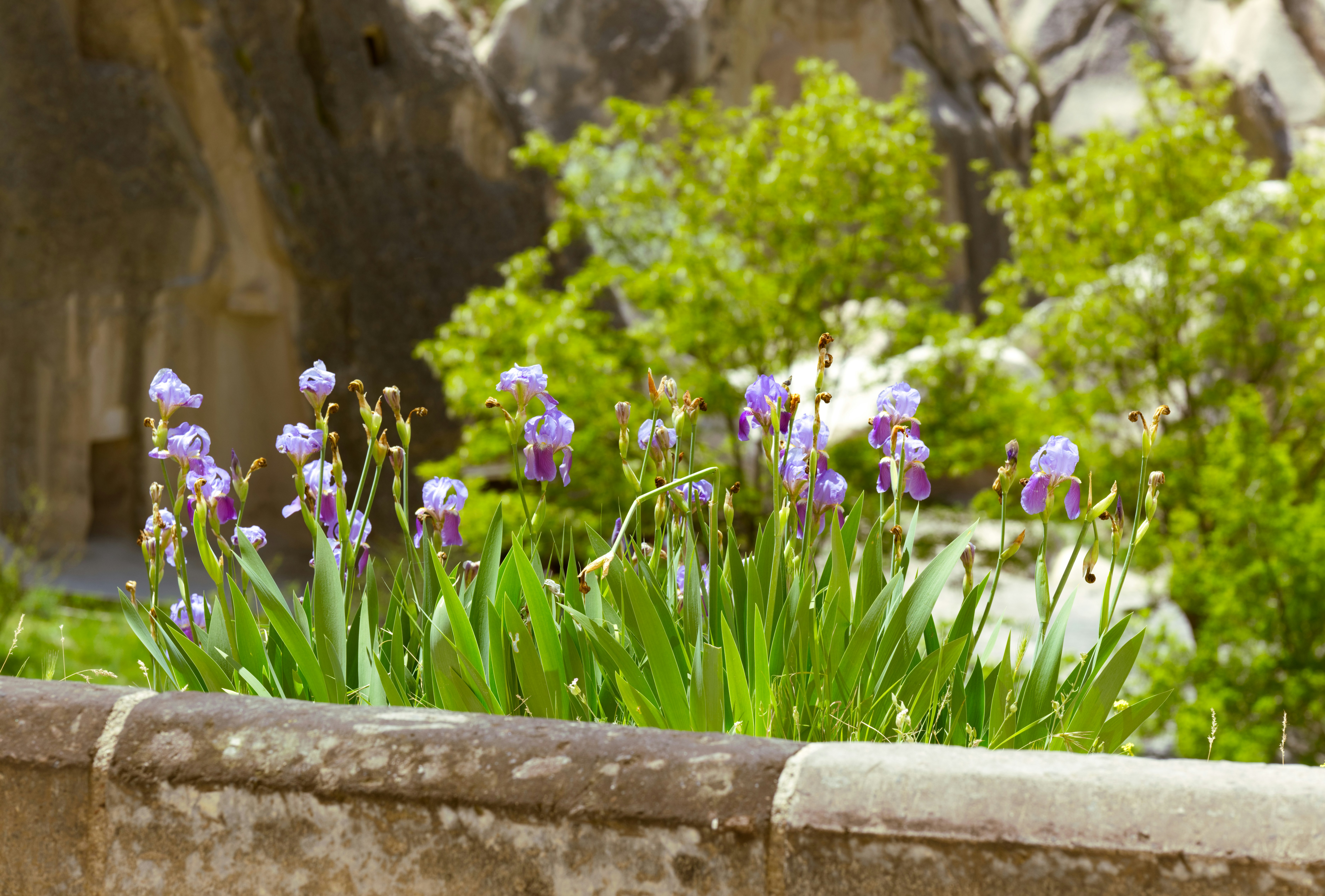 A stone wall with purple flowers growing out of it