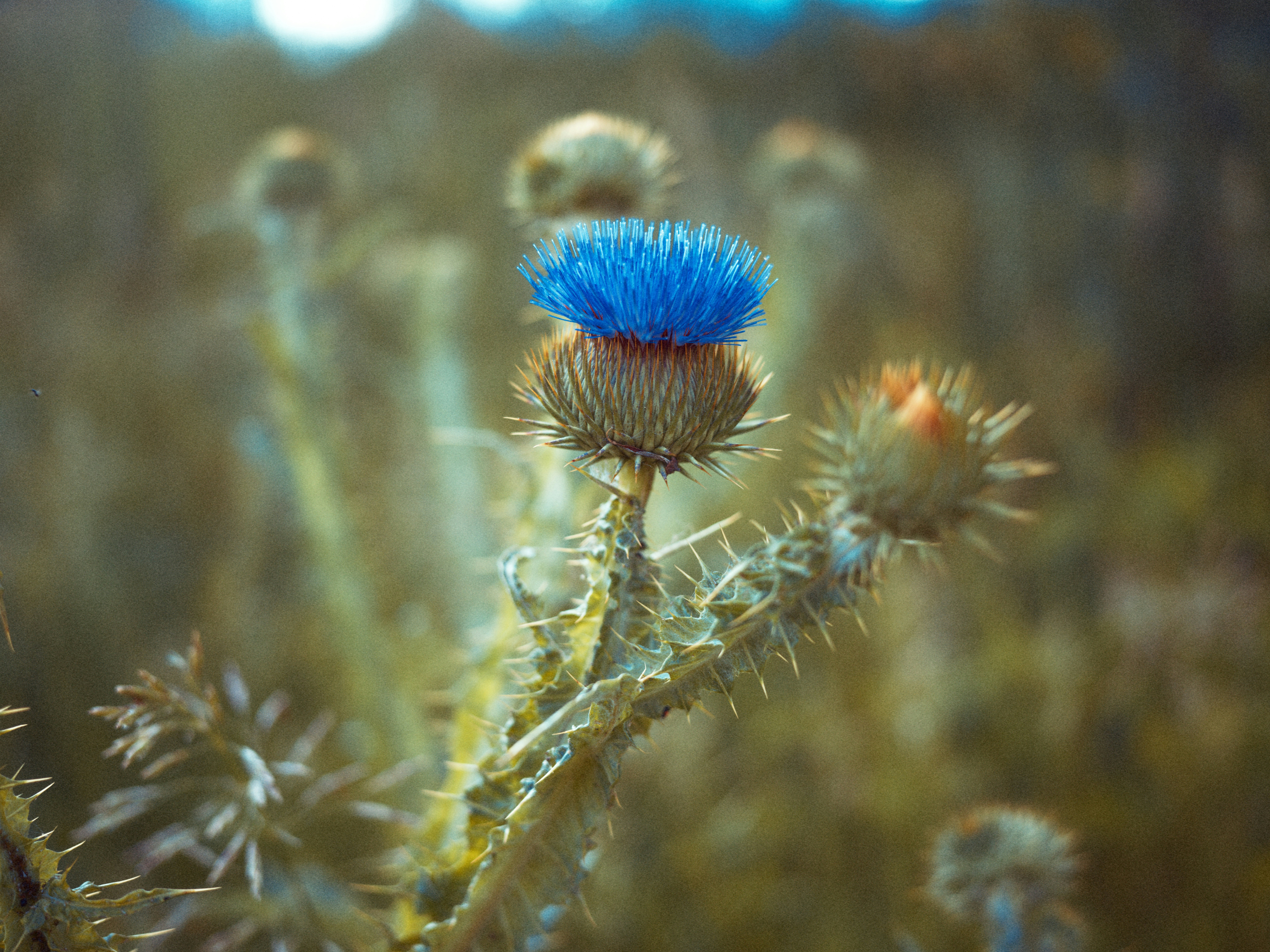 Photo by egorkomarov