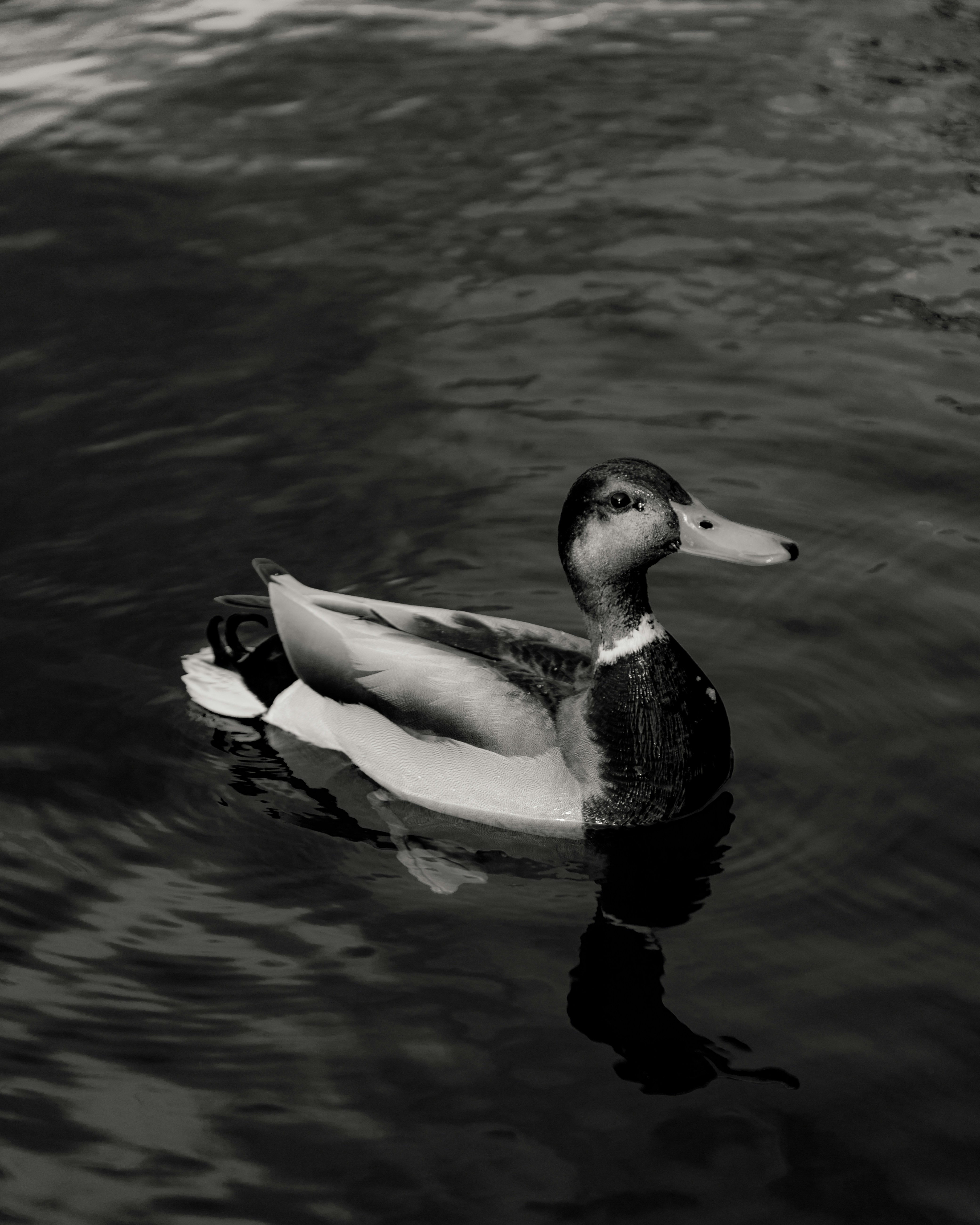 A duck swimming in the lake