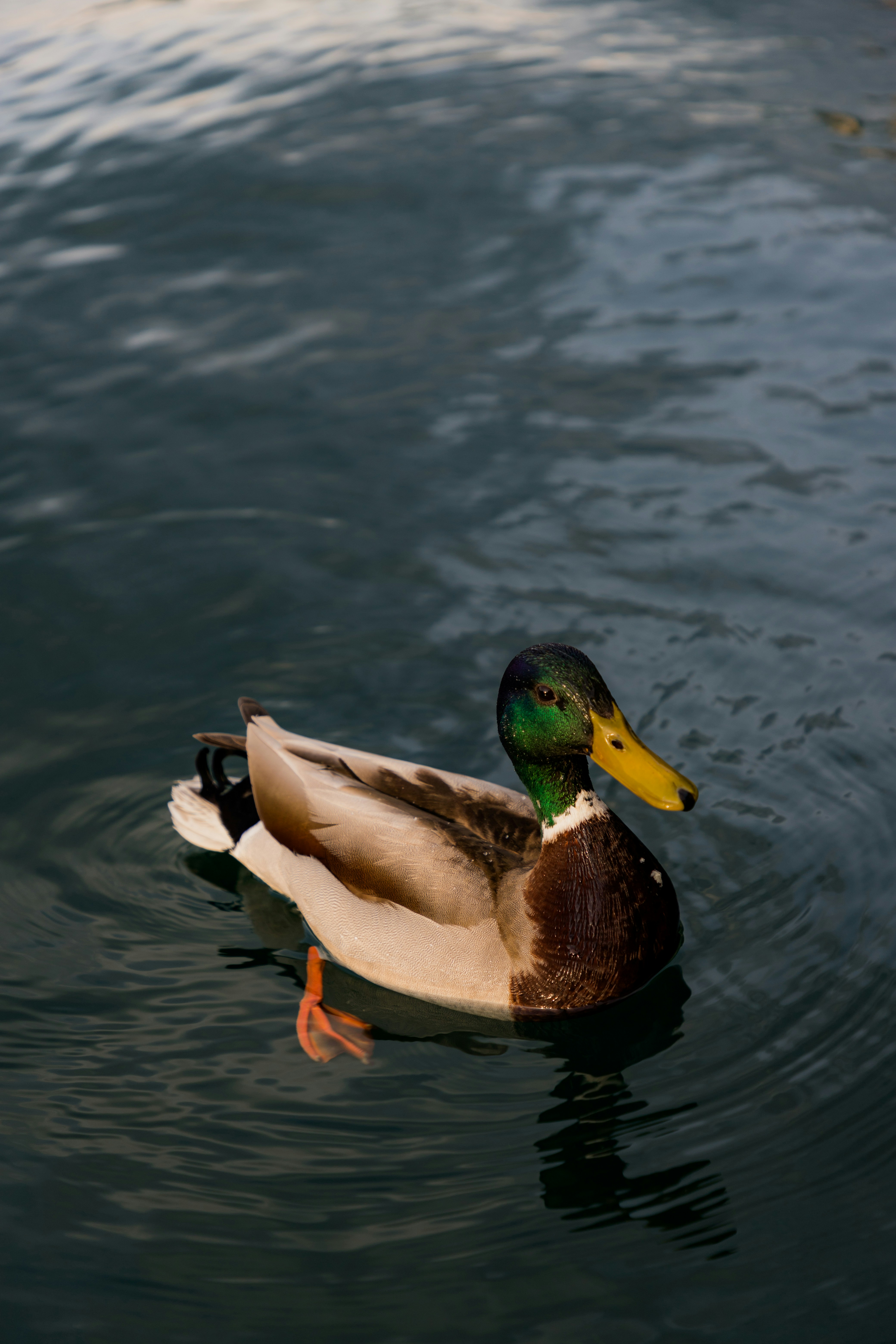 Photo by jovanvasiljevic