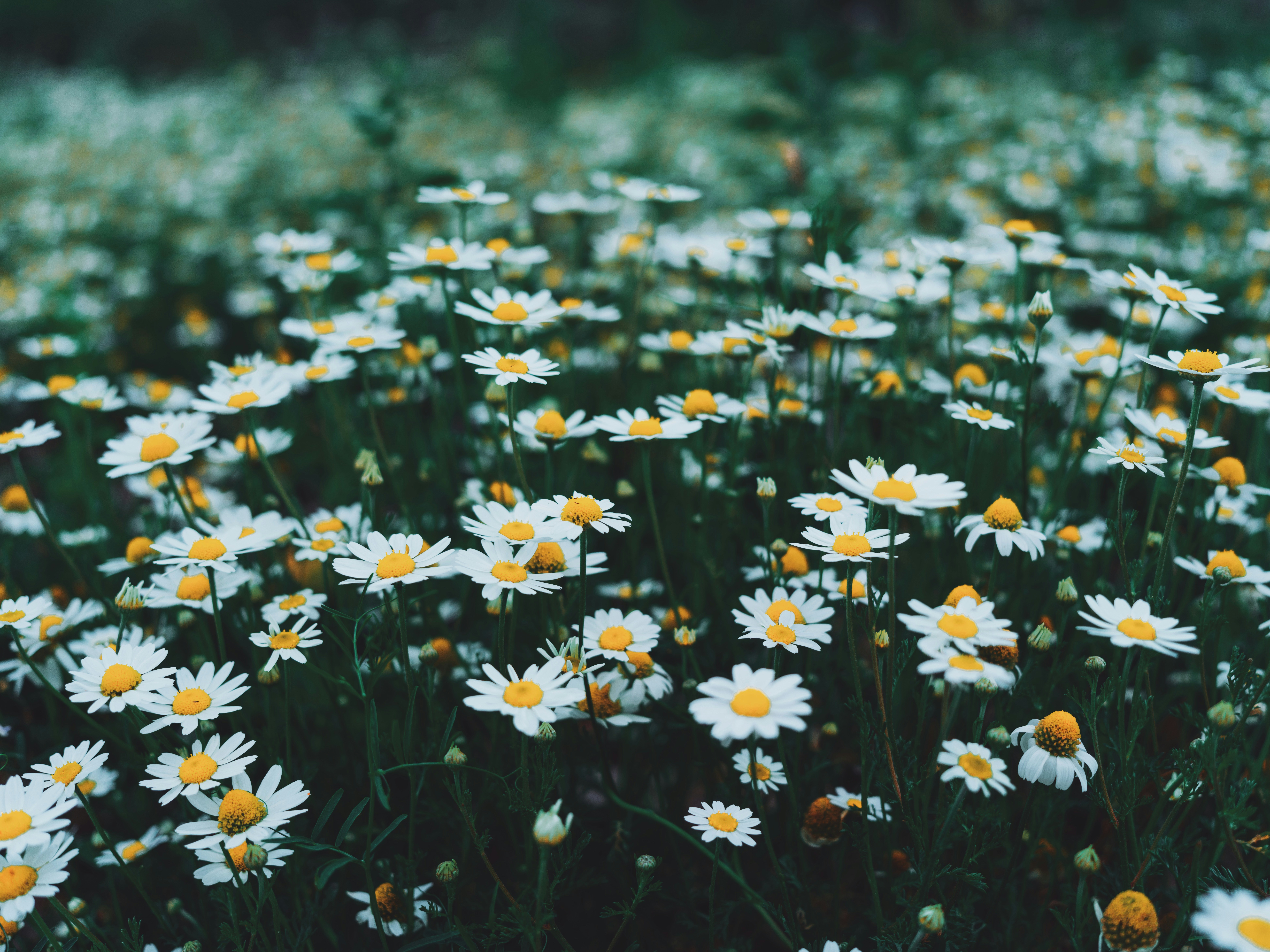 Photo by egorkomarov