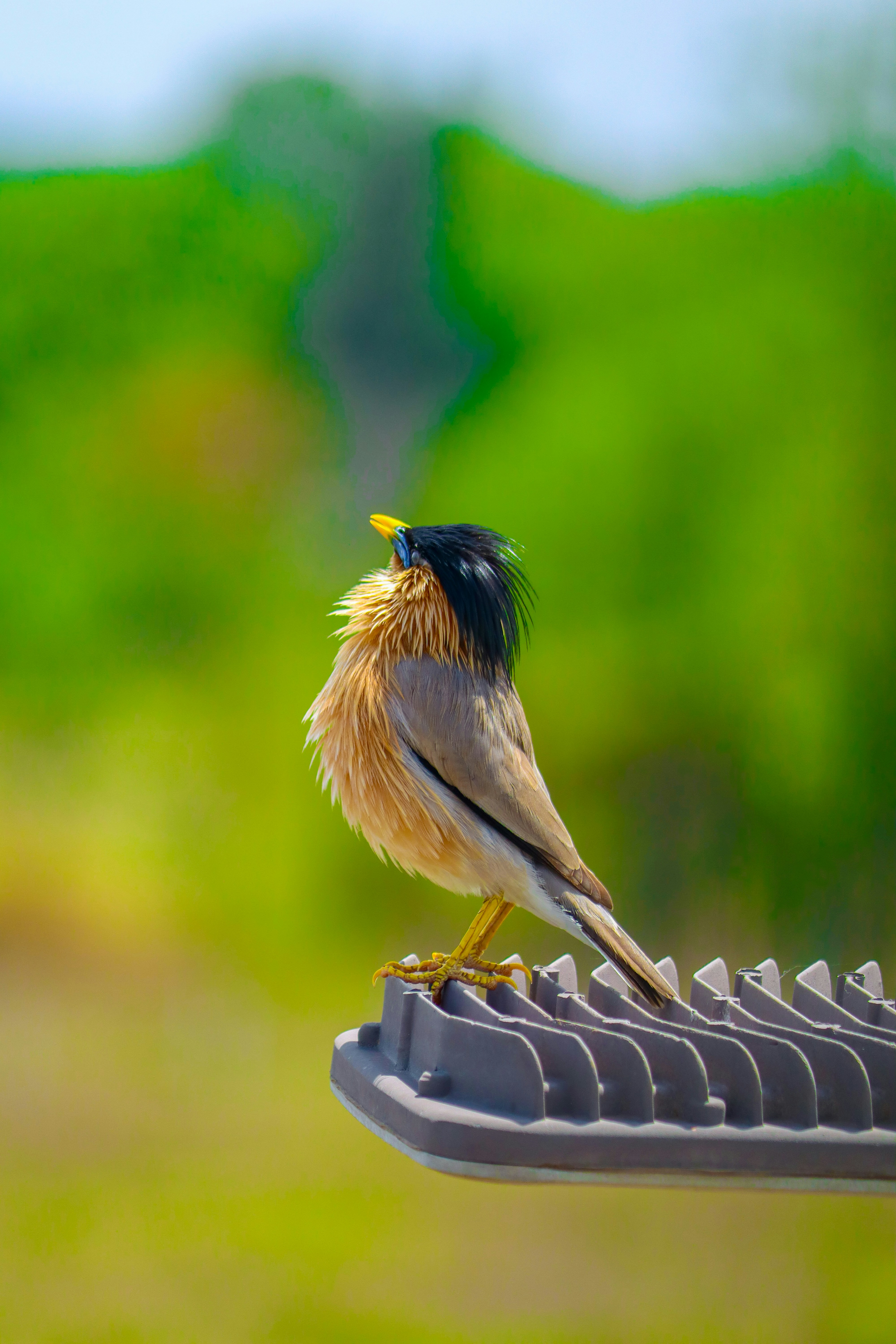 A small bird sitting on top of a bird feeder