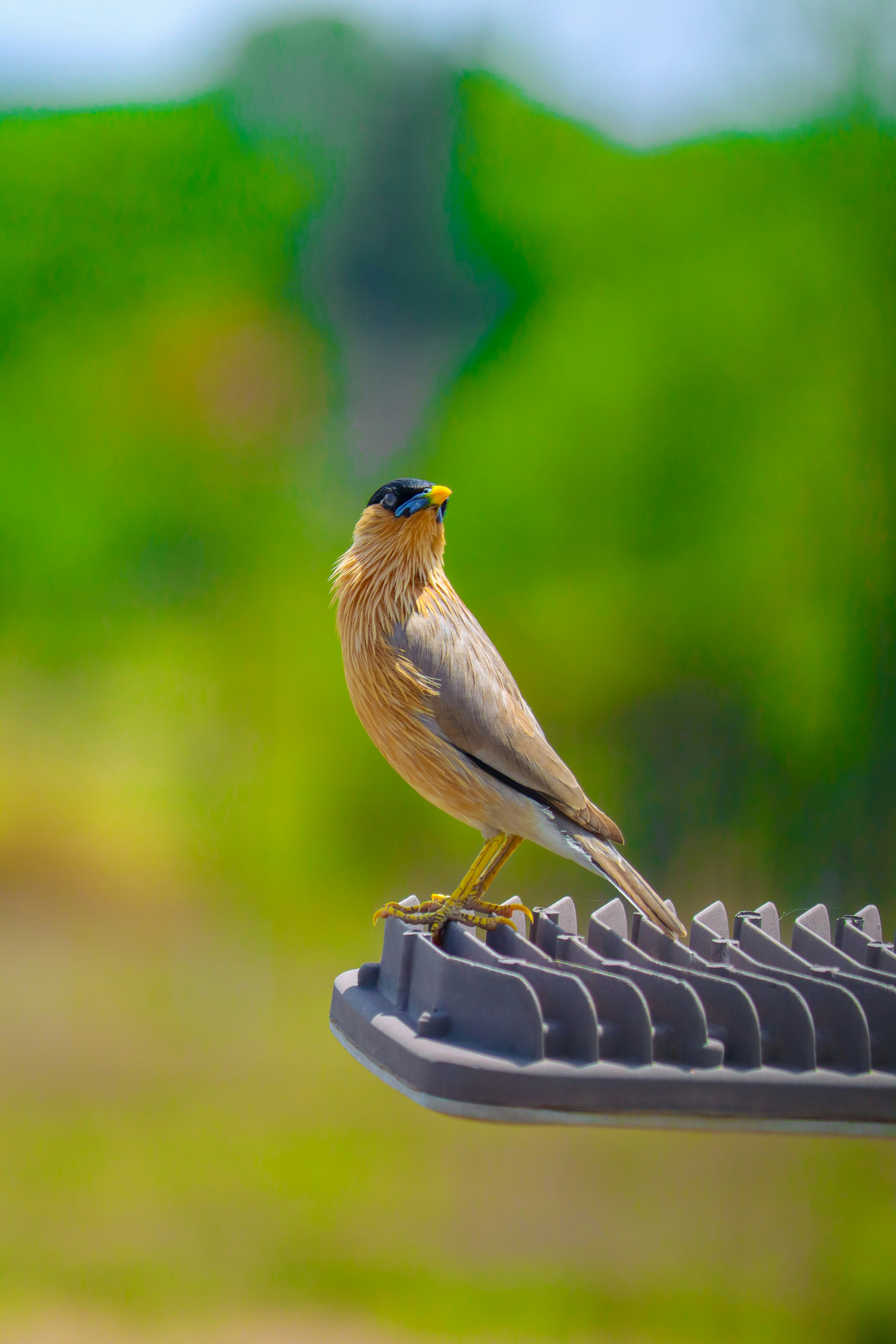 Photo by shubhamshewale_