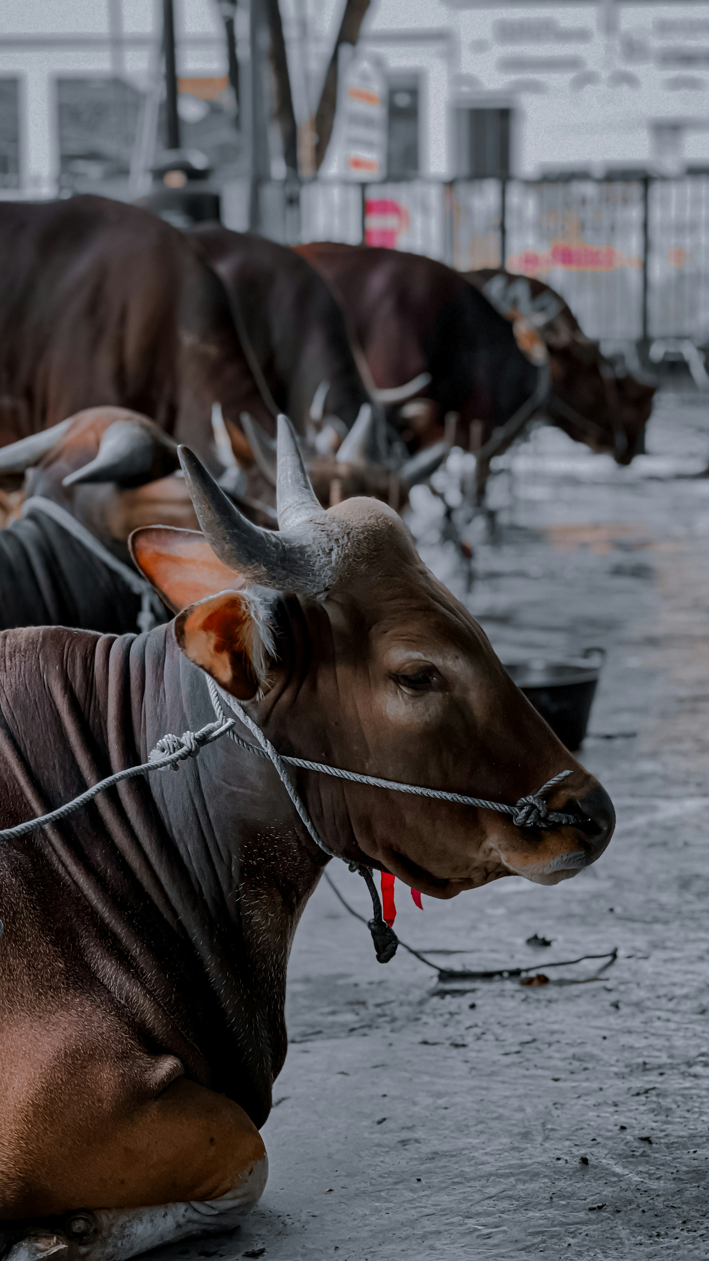 A herd of cattle standing on top of a wet ground
