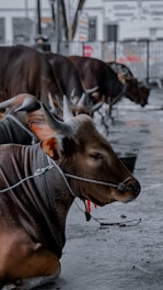 A herd of cattle standing on top of a wet ground