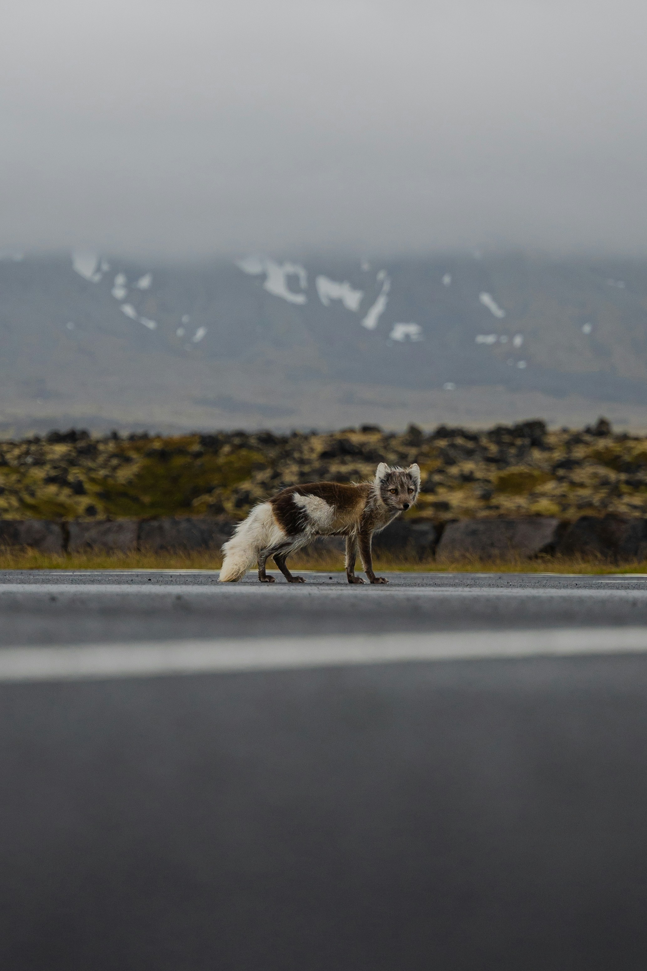 A dog on a road with mountains in the background