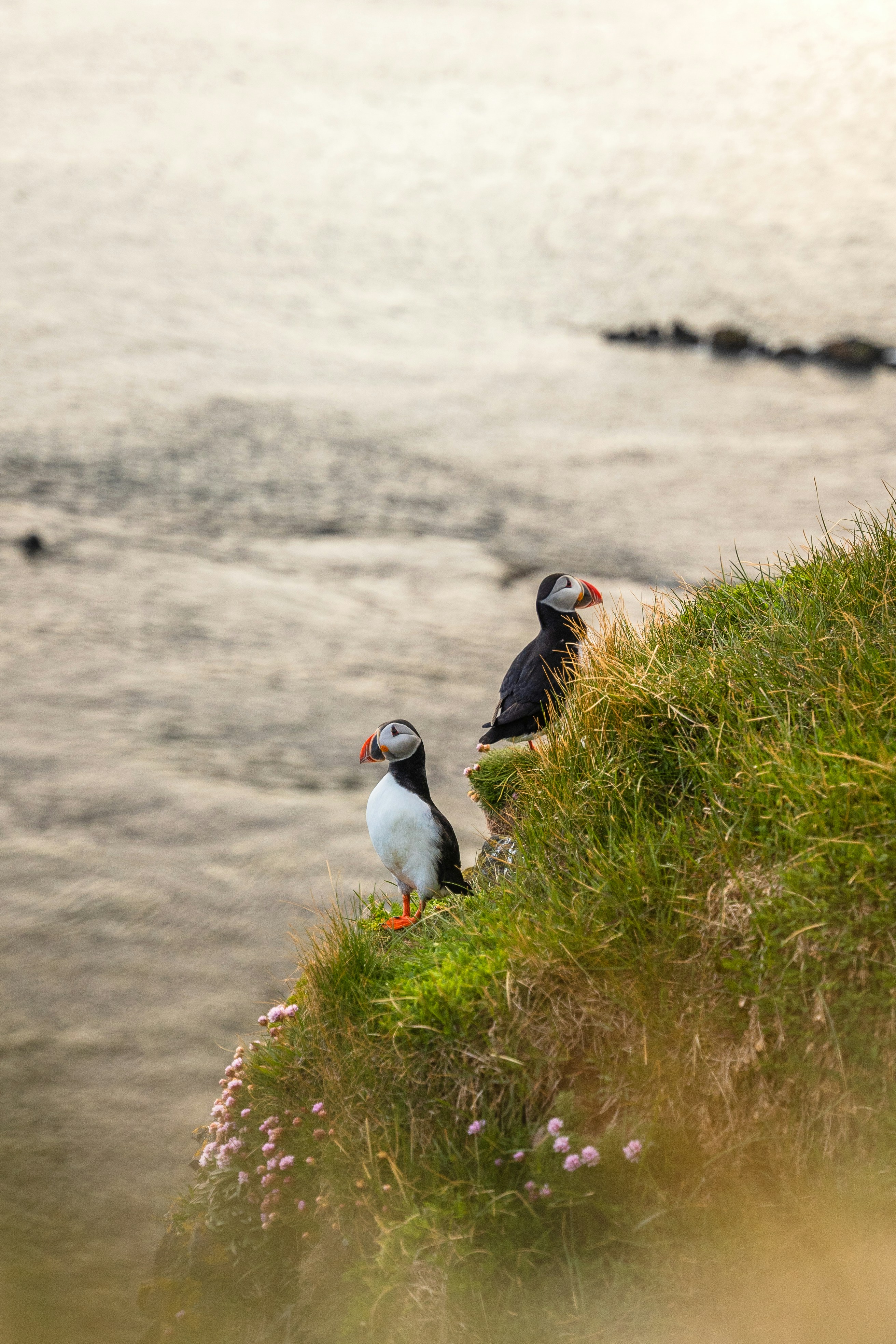 Ein paar Vögel sitzen auf einem grasbewachsenen Hügel