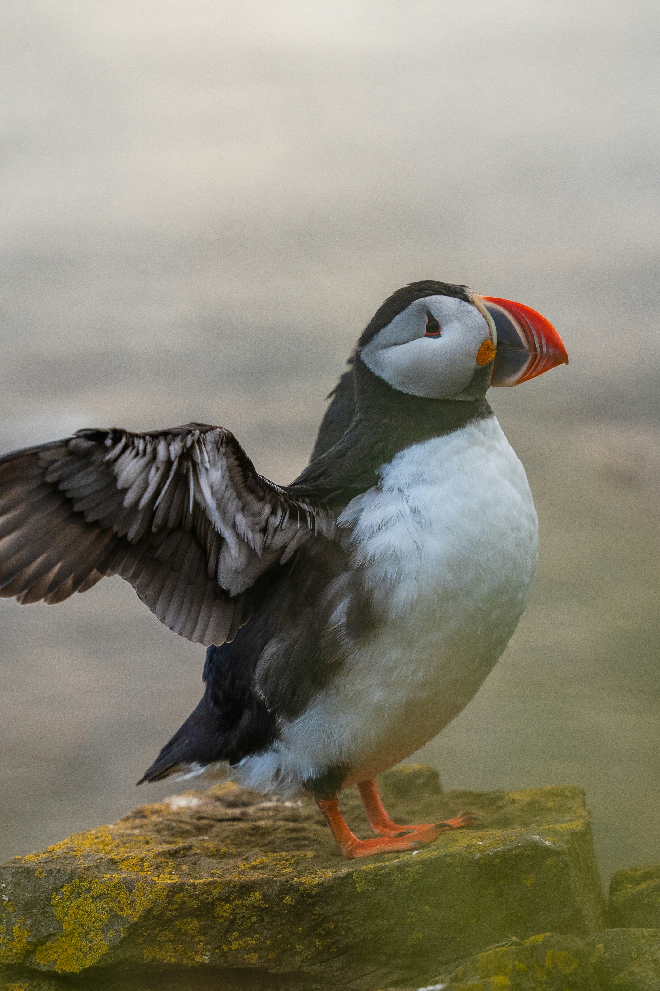 A bird with its wings spread sitting on a rock