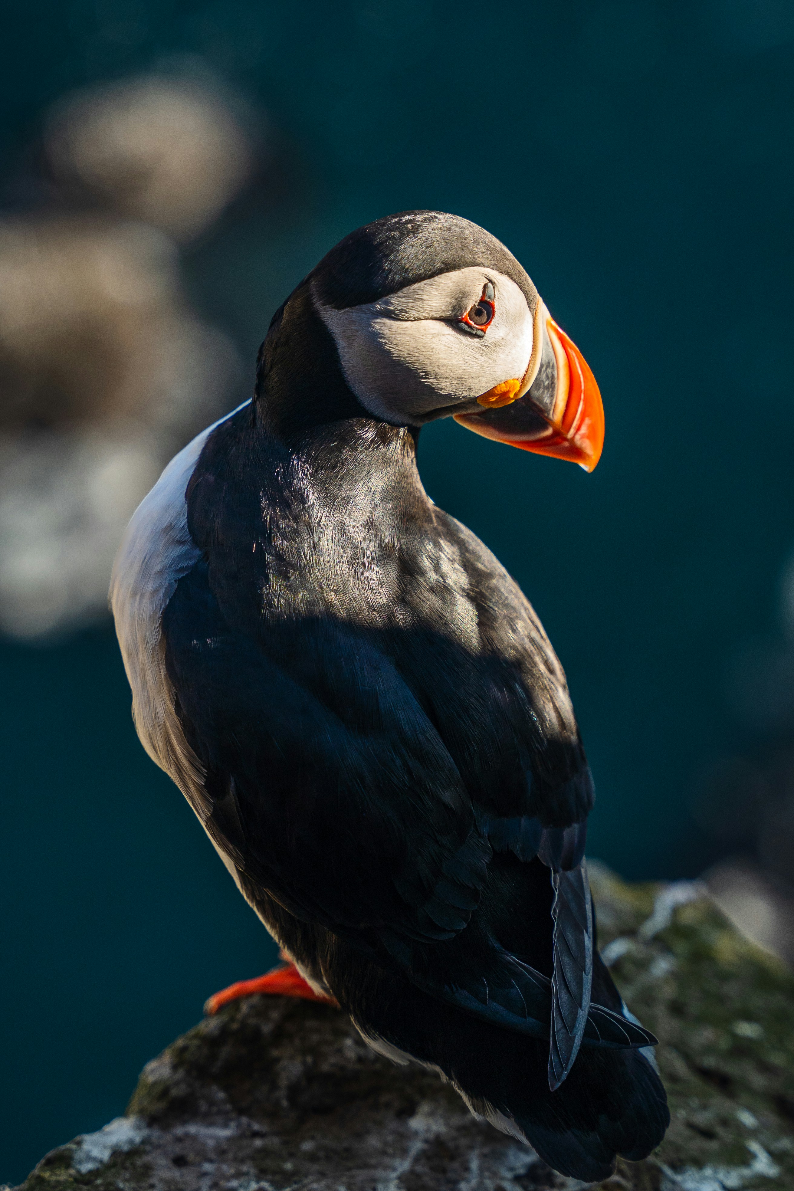 A bird sitting on top of a rock next to a body of water