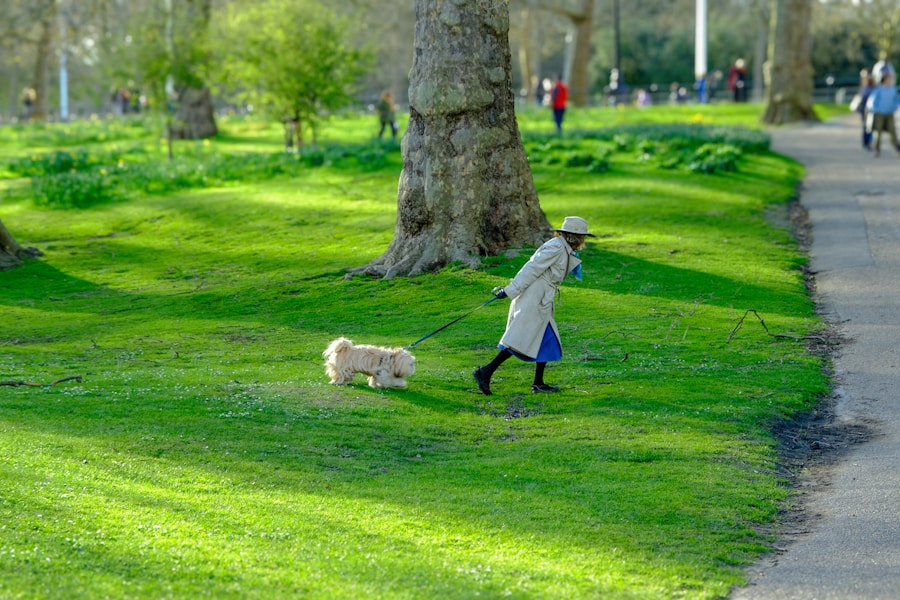 Best Dog Walks Near London: Escaping the City with Your Dog