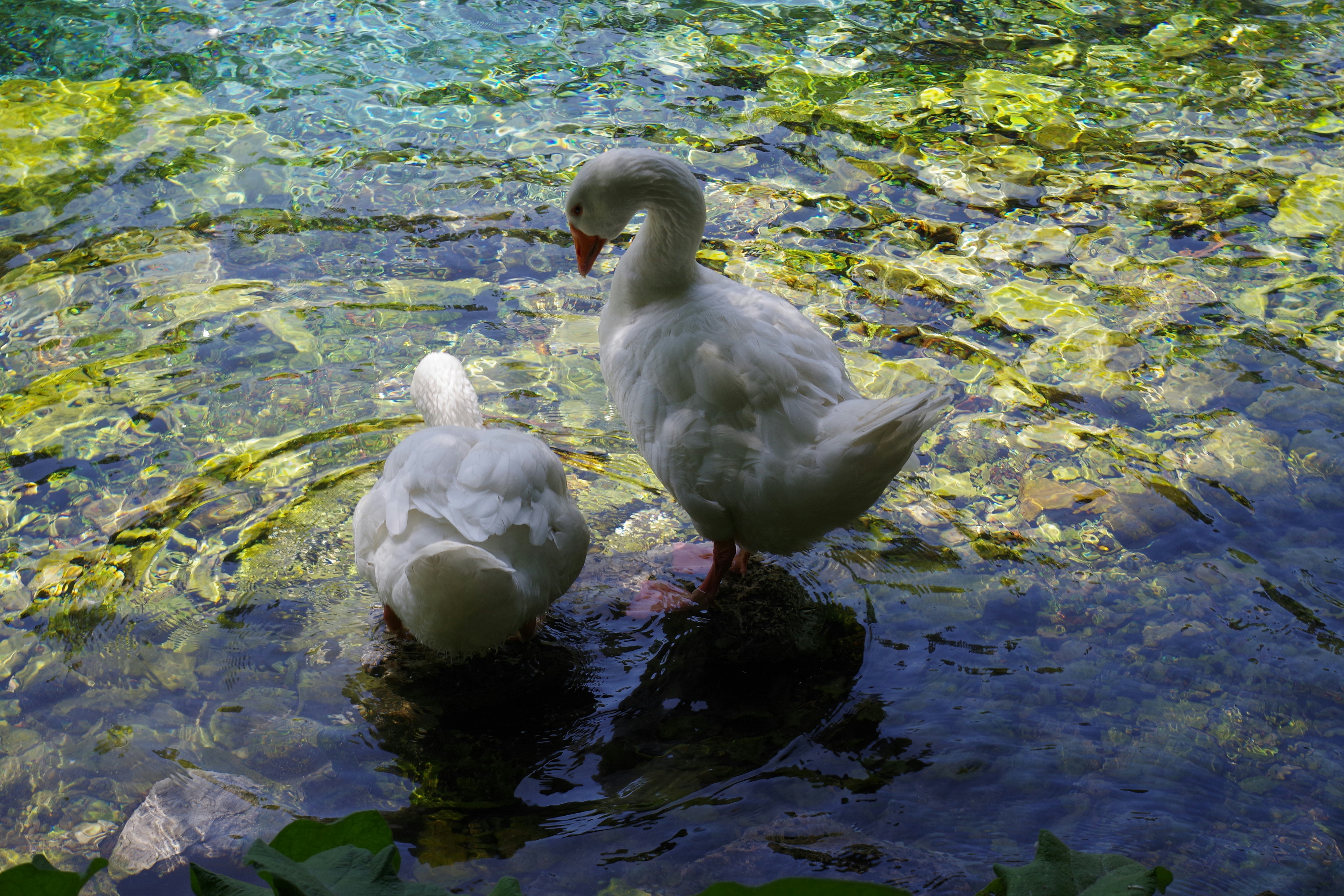 A couple of ducks standing on top of a body of water