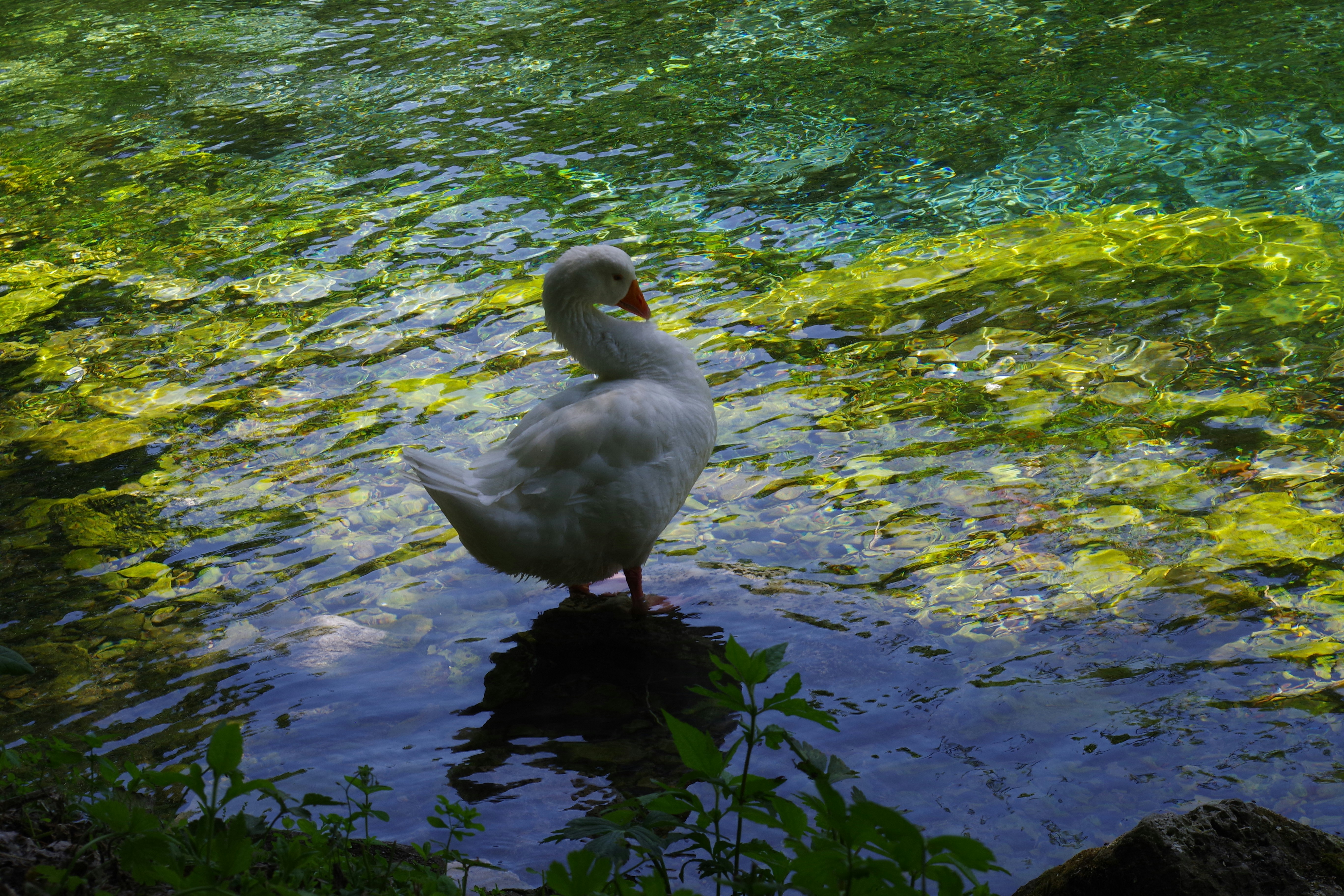 A white duck standing in a body of water