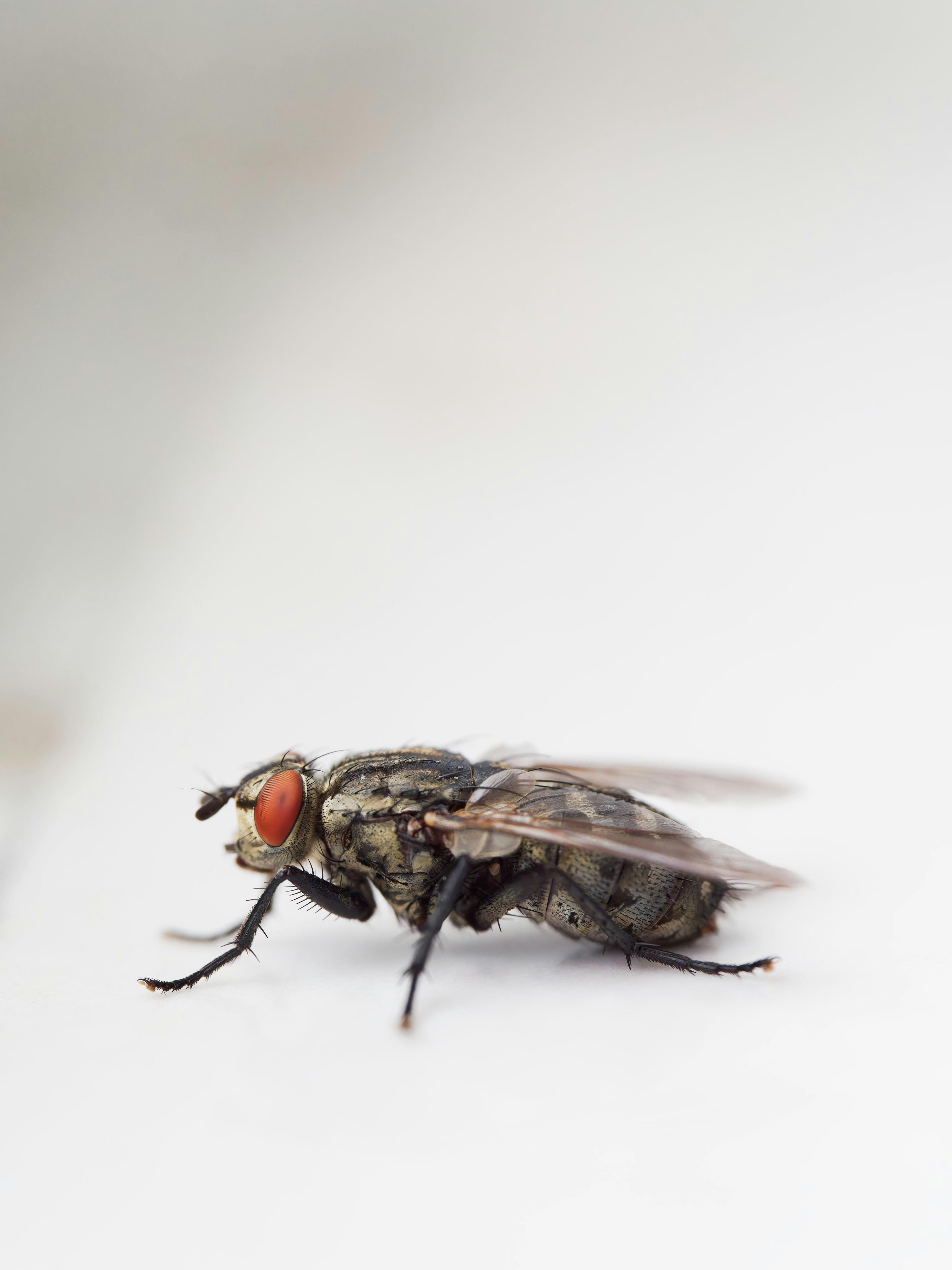 A close up of a fly on a white surface