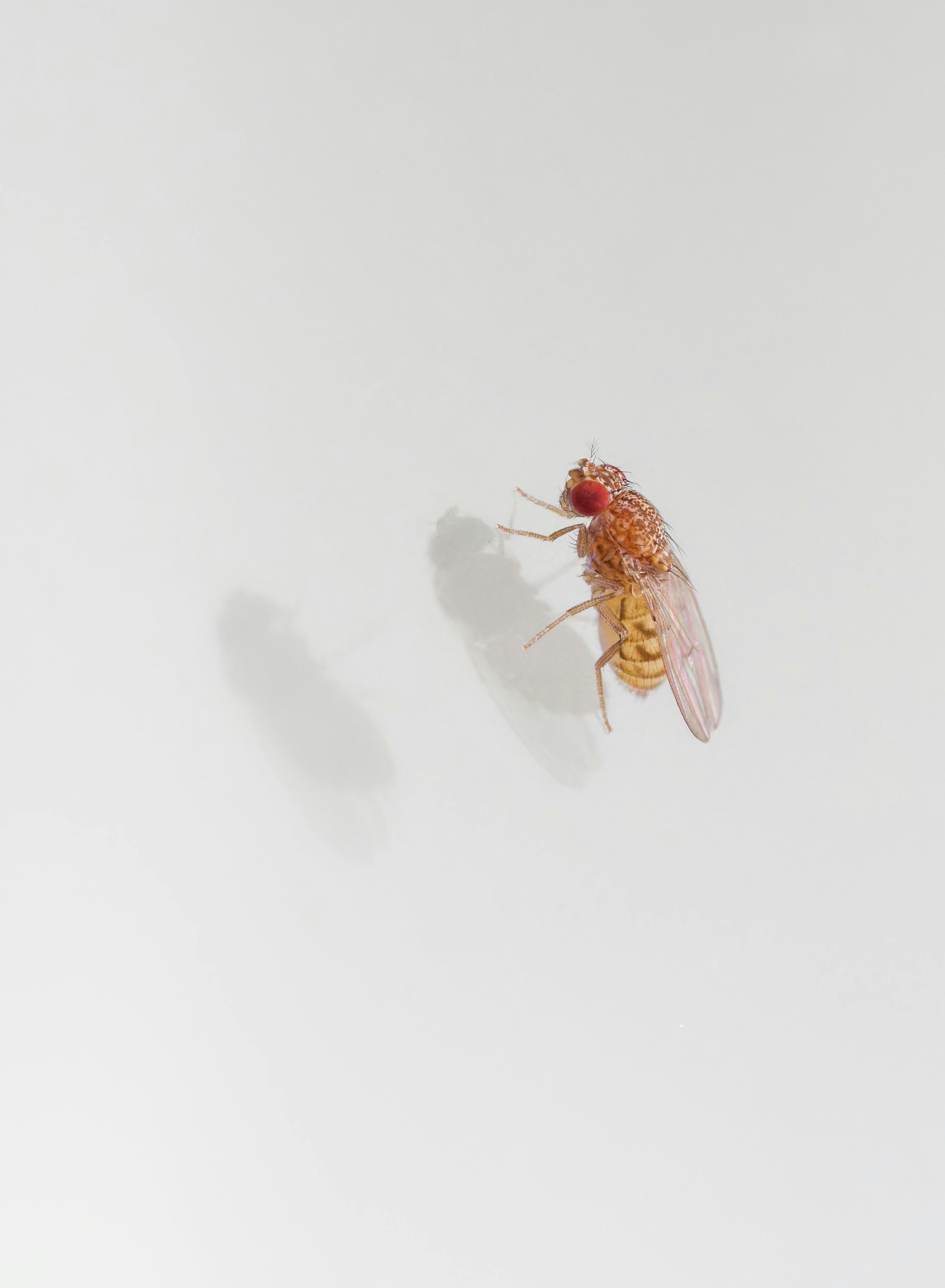 A fly sitting on top of a white wall
