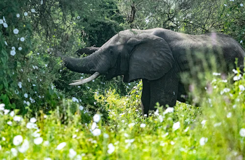 Elephant in the forests of the Dooars, North Bengal