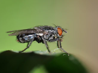 A close up of a fly on a leaf