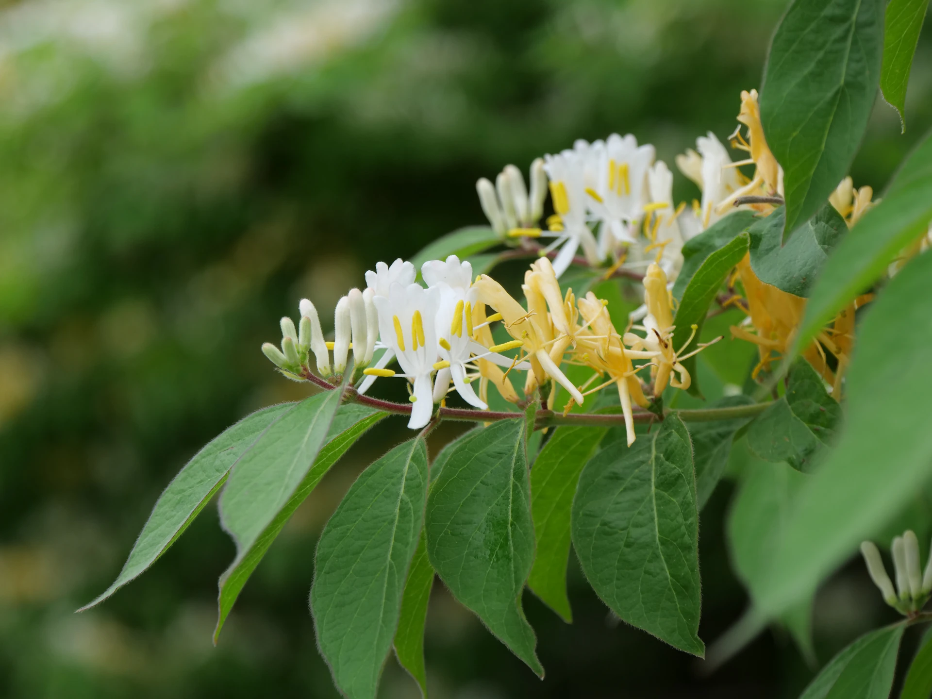 A bunch of white and yellow flowers on a tree