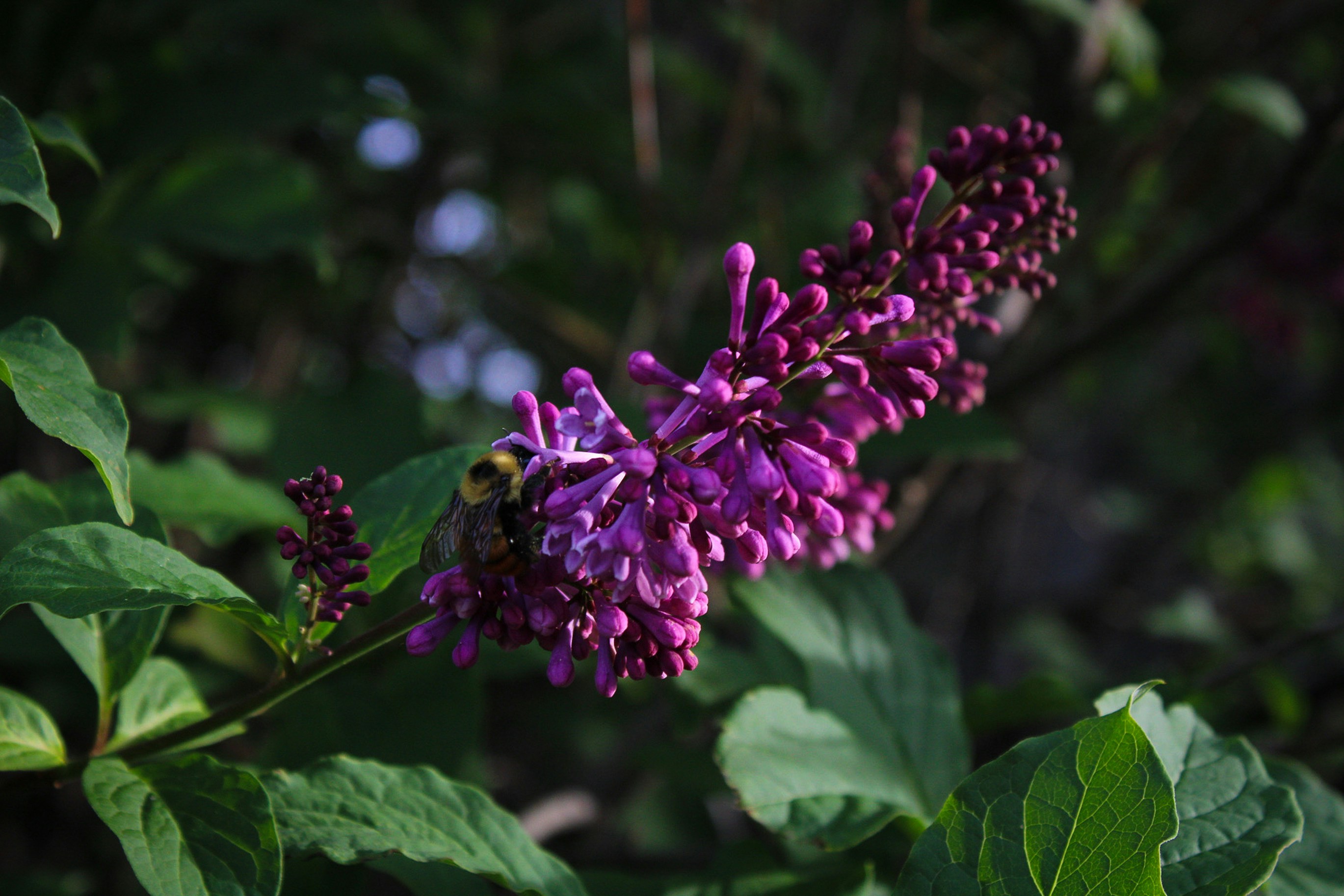 Photo by themushroomphotographer