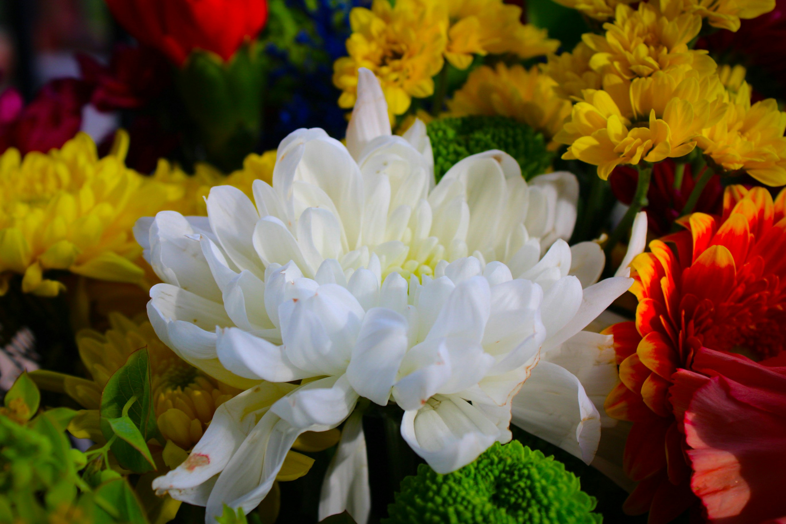 Photo by themushroomphotographer