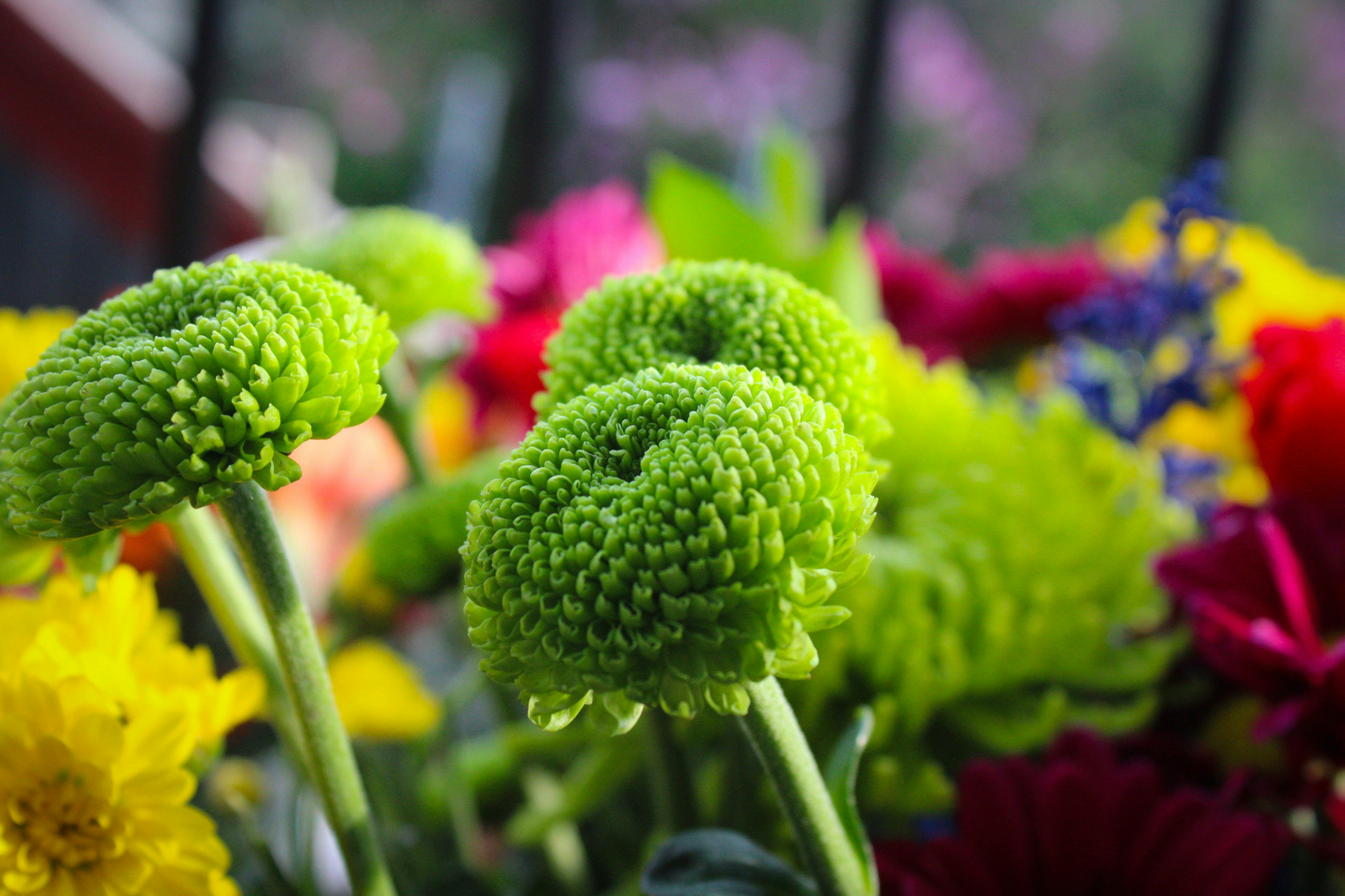 A close up of a bunch of flowers