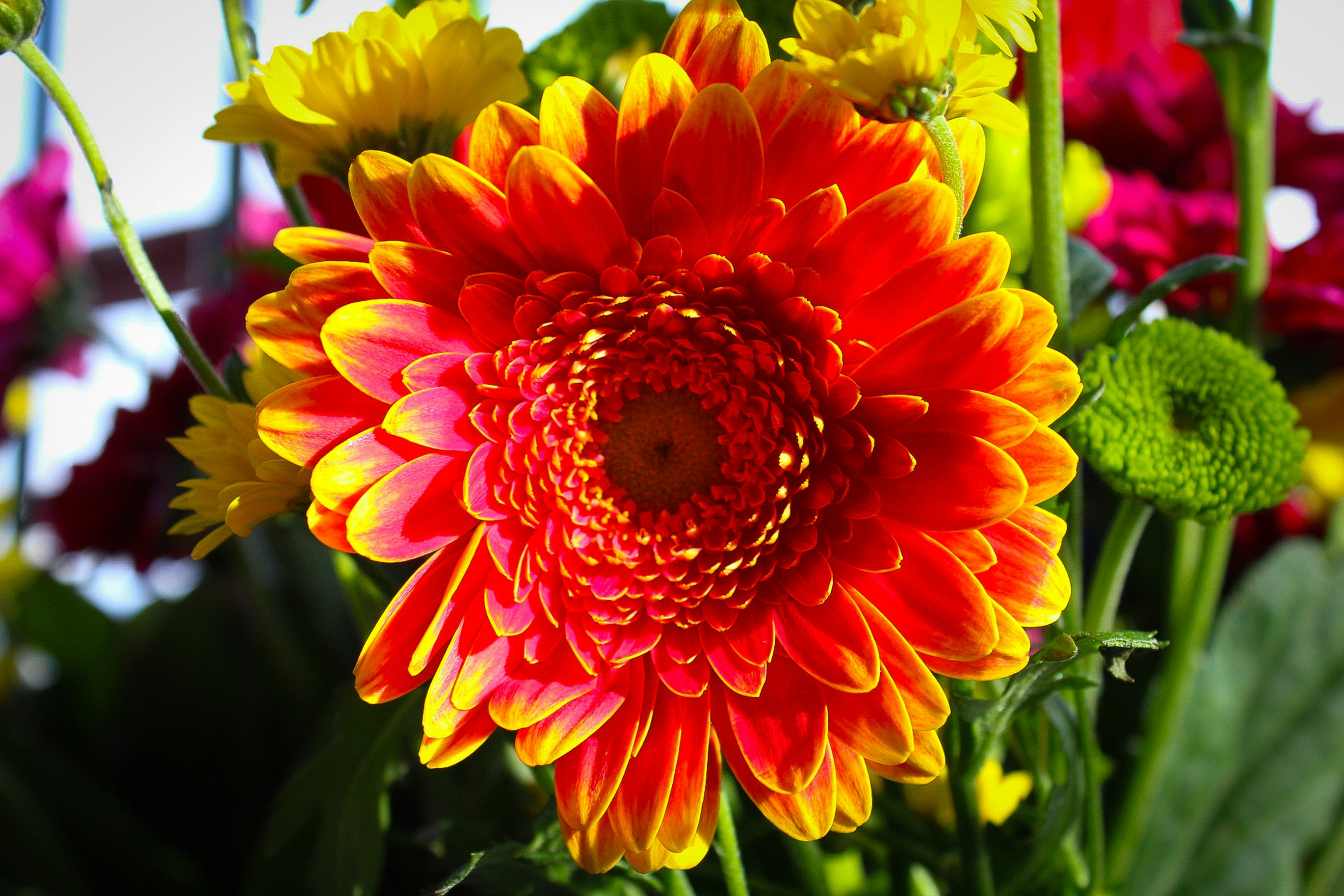 Photo by themushroomphotographer