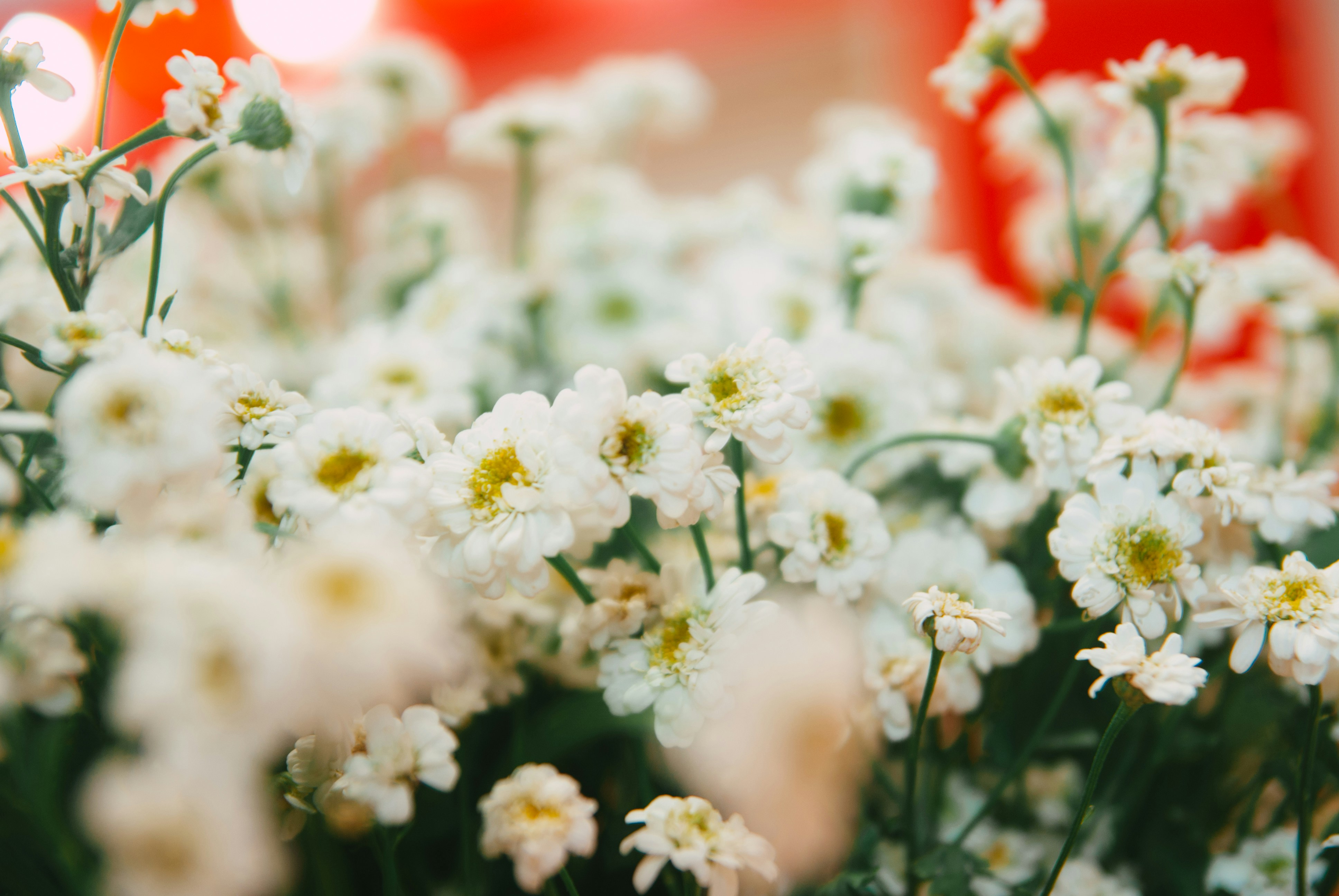 Photo by moonmoons_days