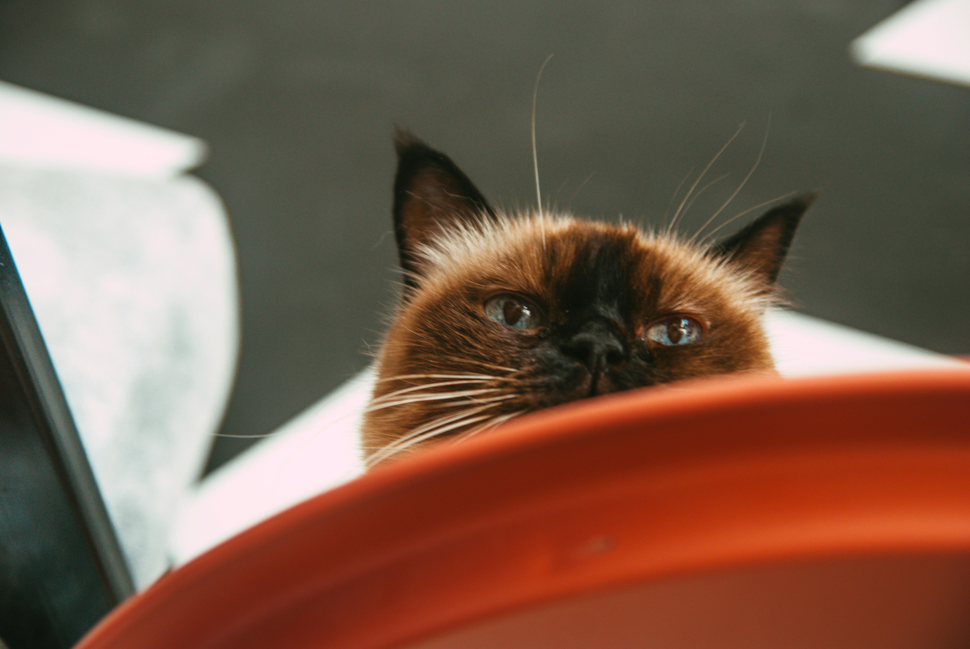 A cat sitting in a red bowl looking at the camera