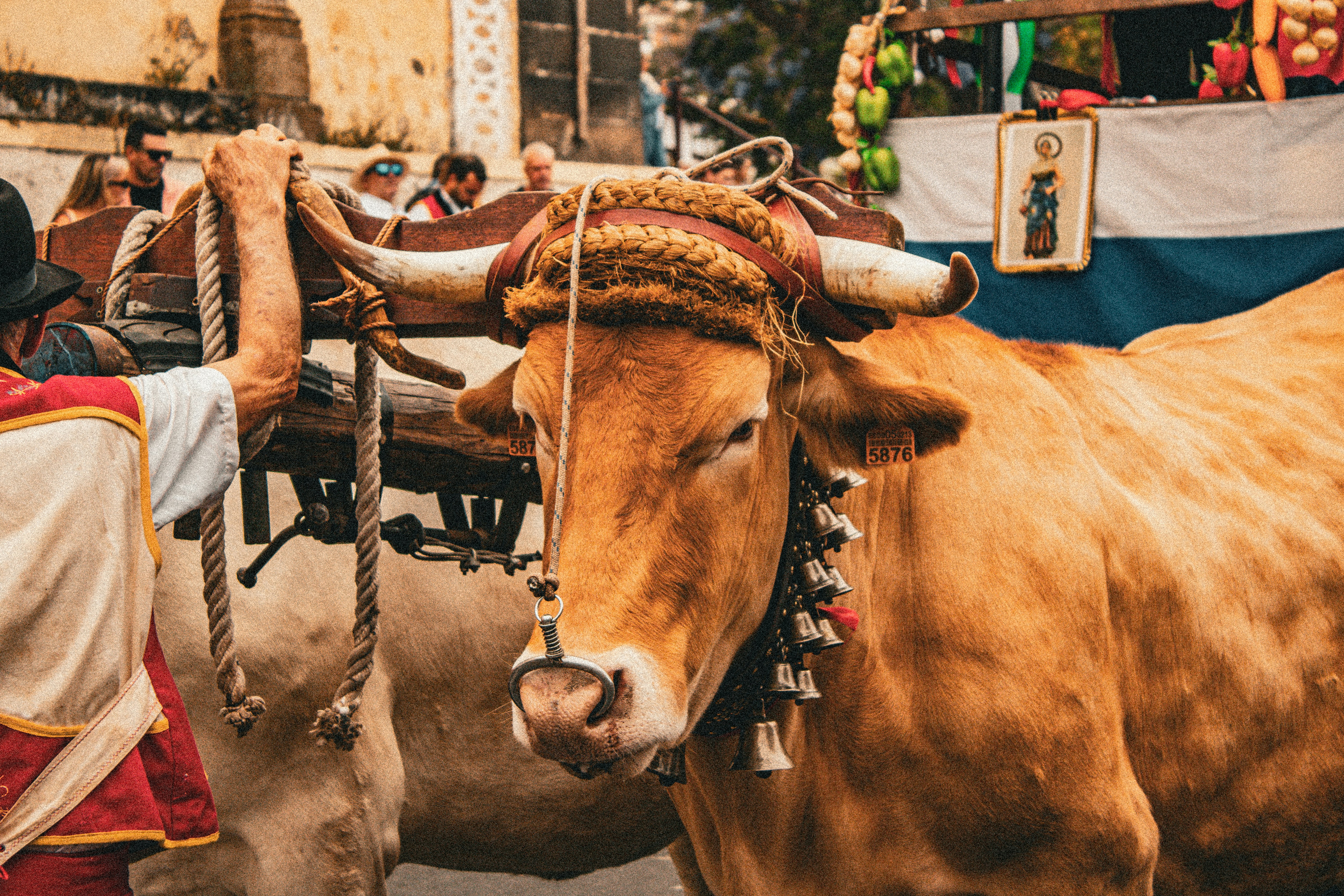 A cow with horns tied to it's back walking down a street