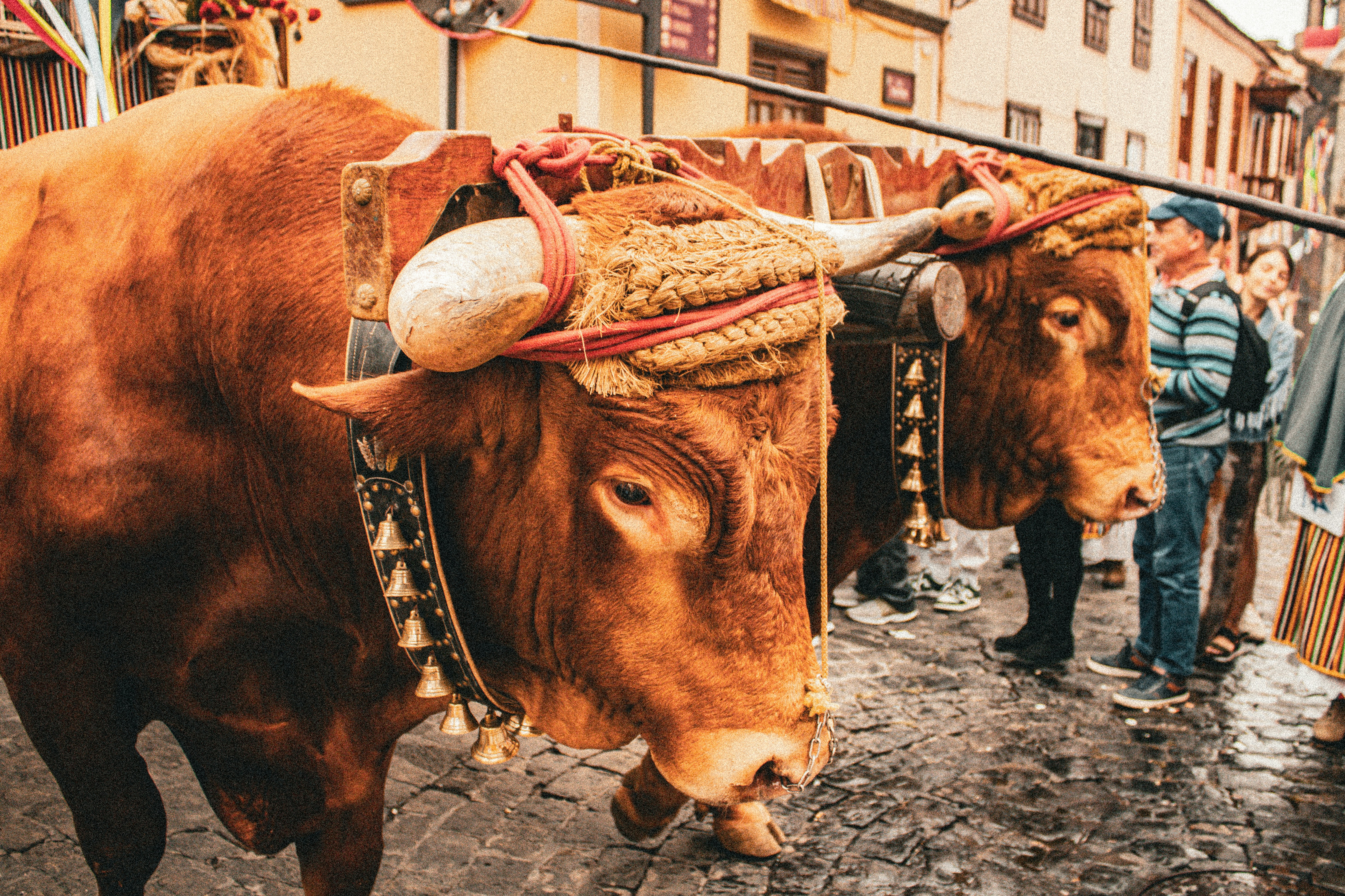 A group of cows with hats on their heads