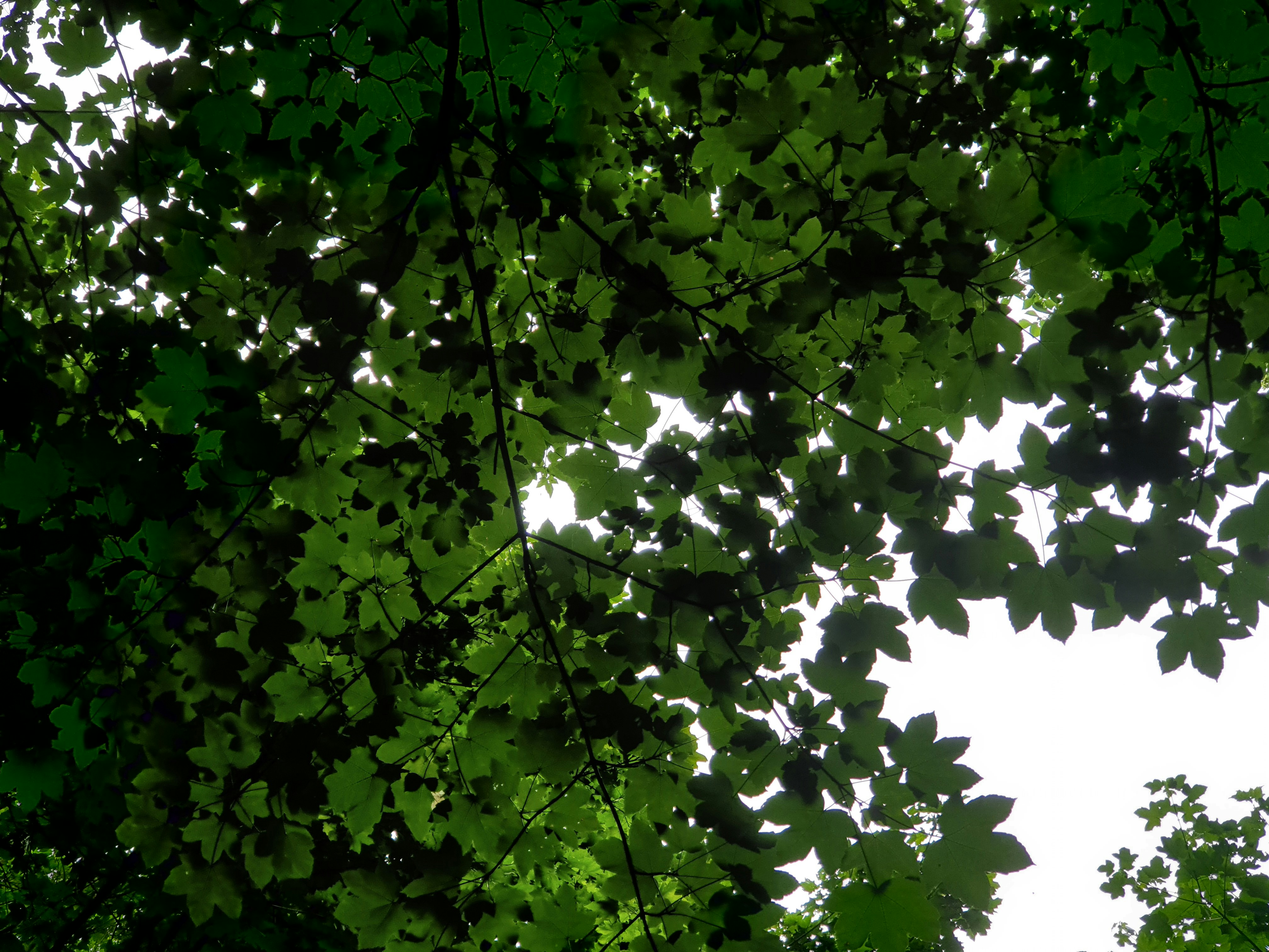 Looking up at the leaves of a tree