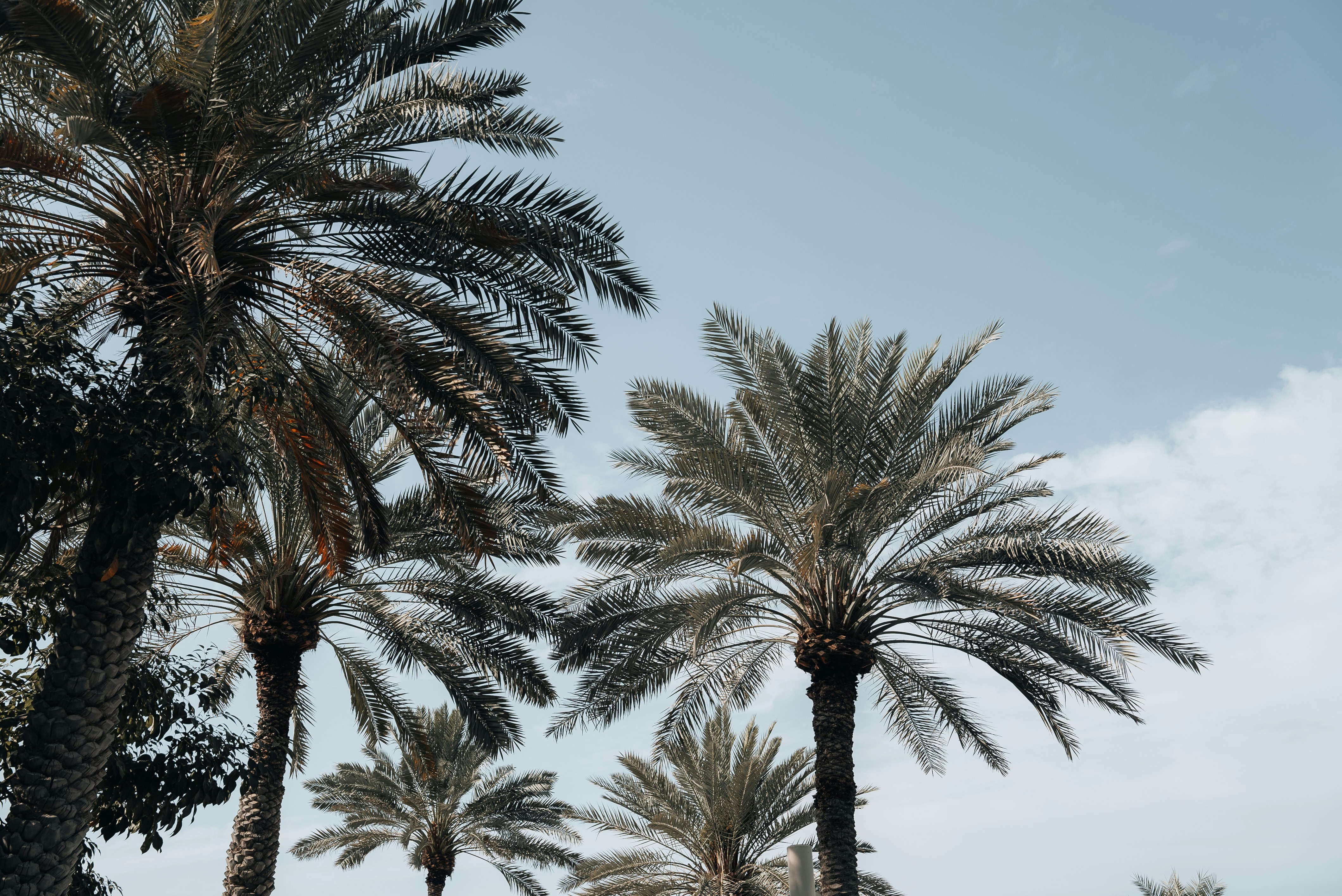 A row of palm trees with a blue sky in the background